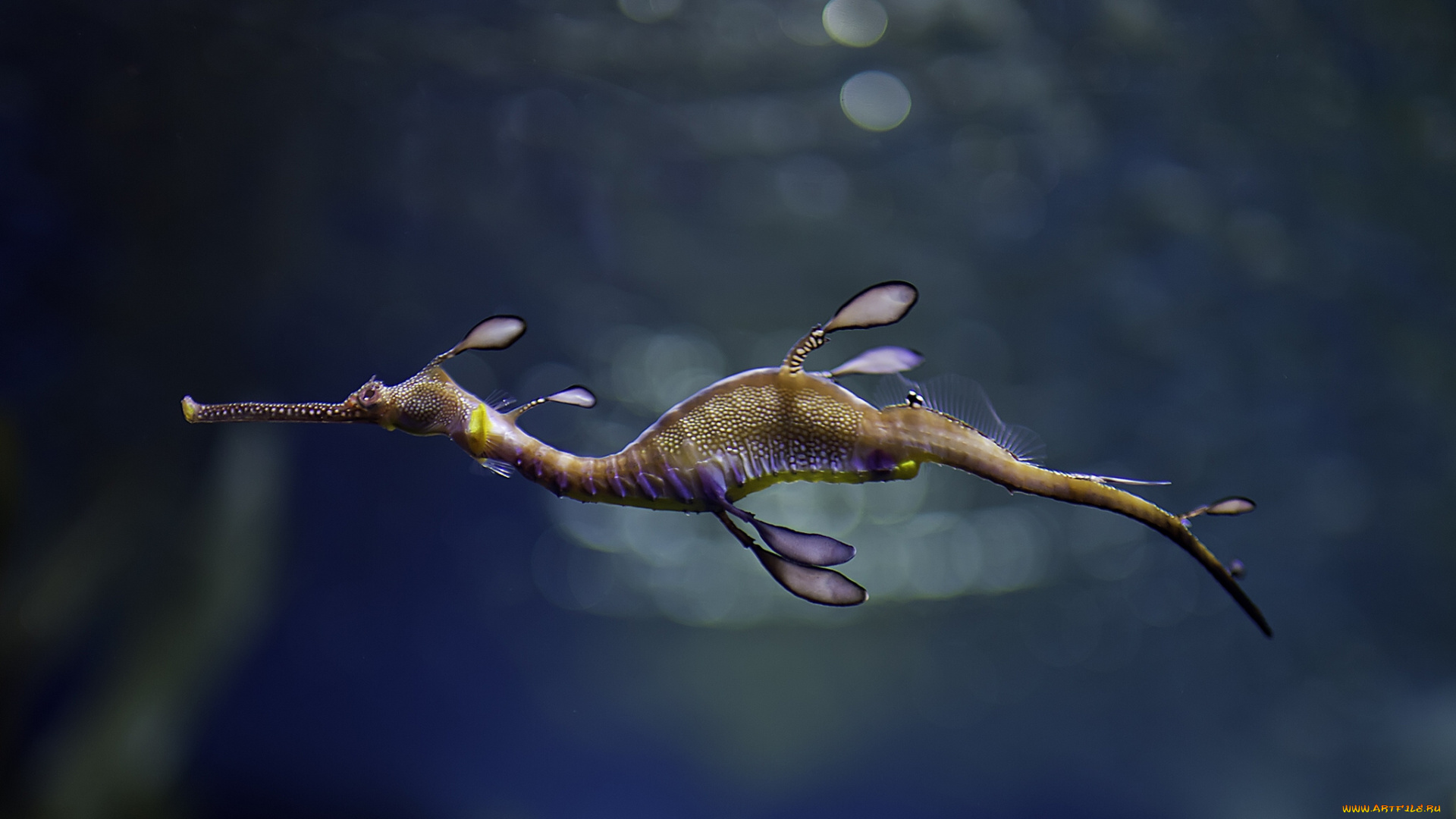 животные, рыбы, тряпичник, морской, дракон, конёк-тряпичник