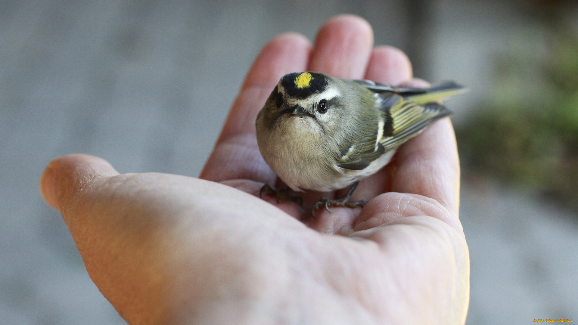 животные, синицы, лазоревки, птенец, синичка, ладонь