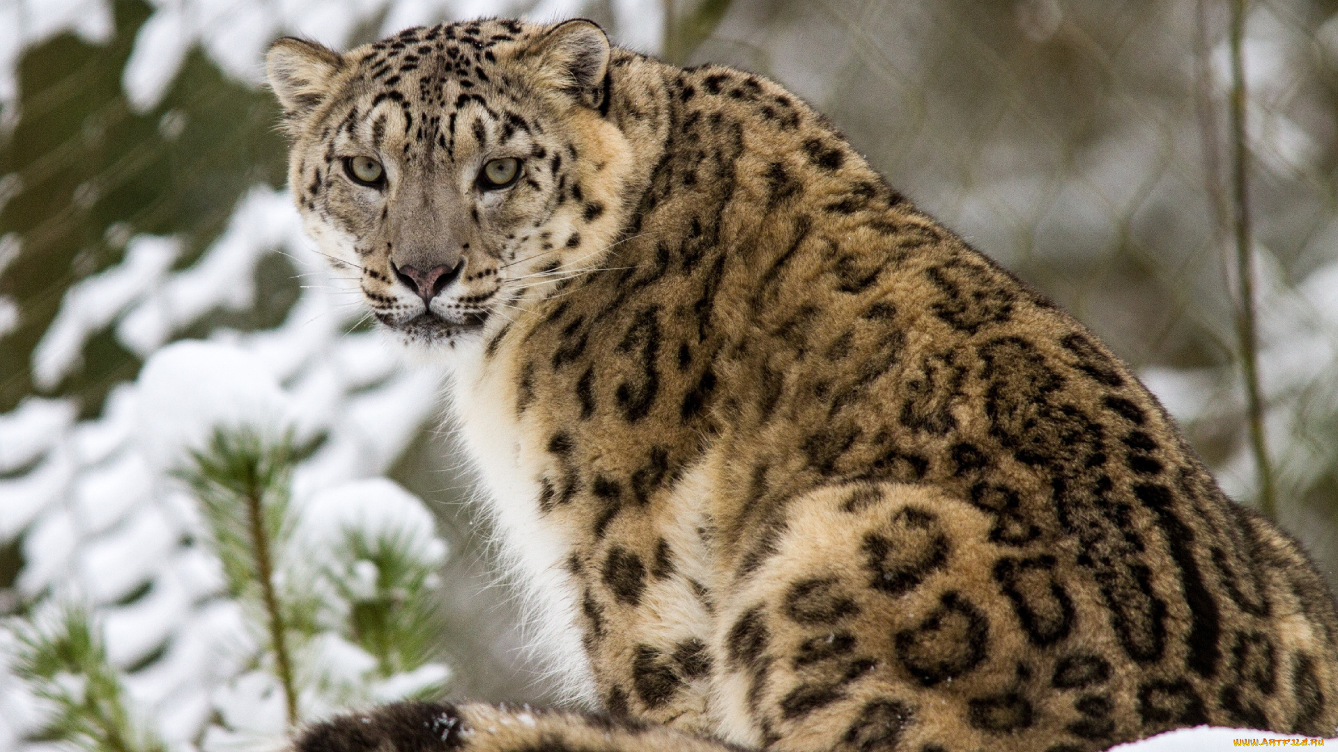 животные, снежный, барс, ирбис, снег