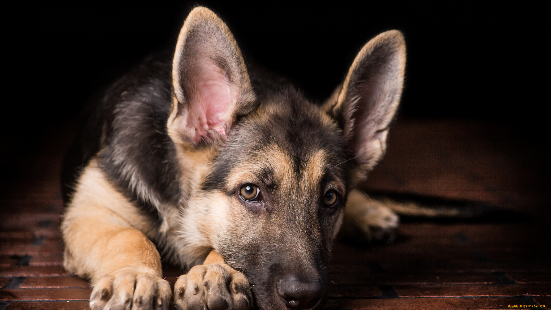 животные, собаки, овчарка