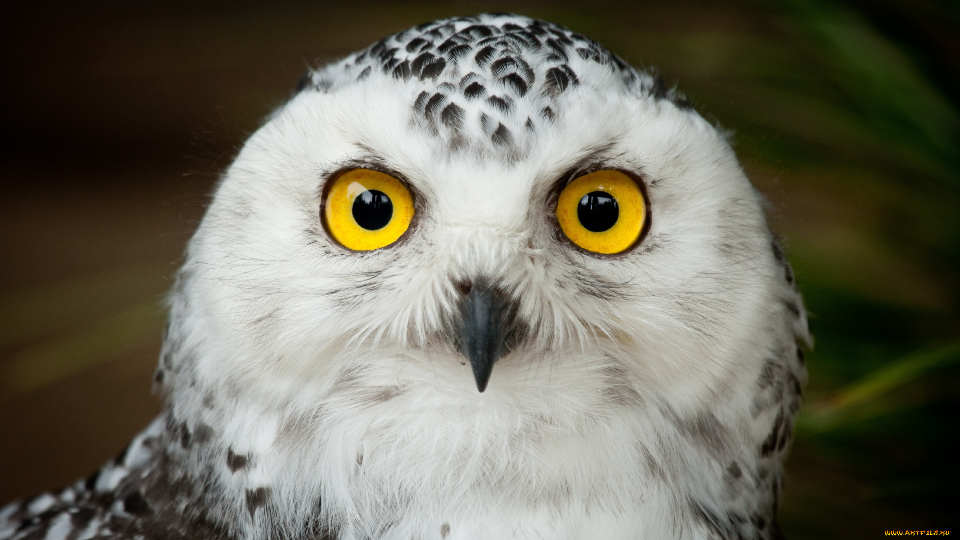 животные, совы, желтые, глаза, полярная, сова