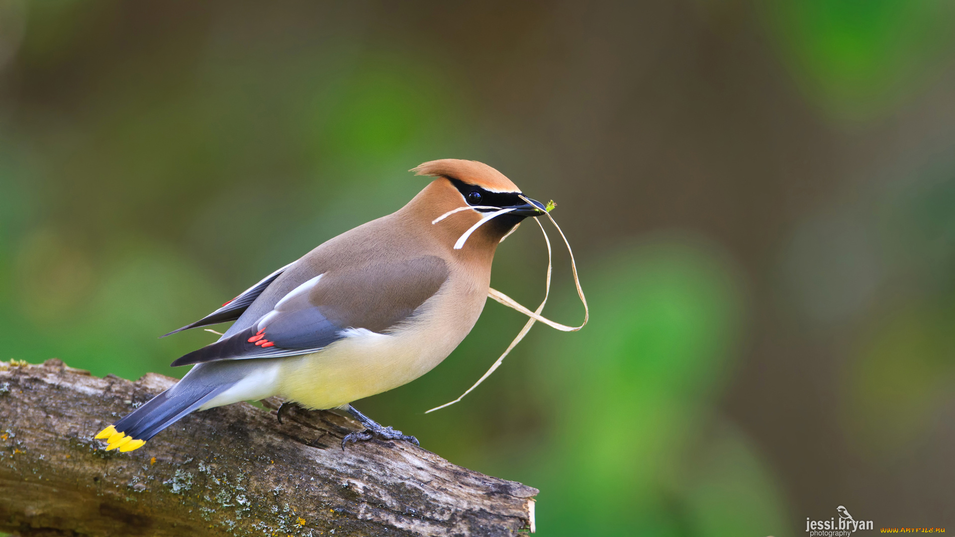 животные, свиристели, птица