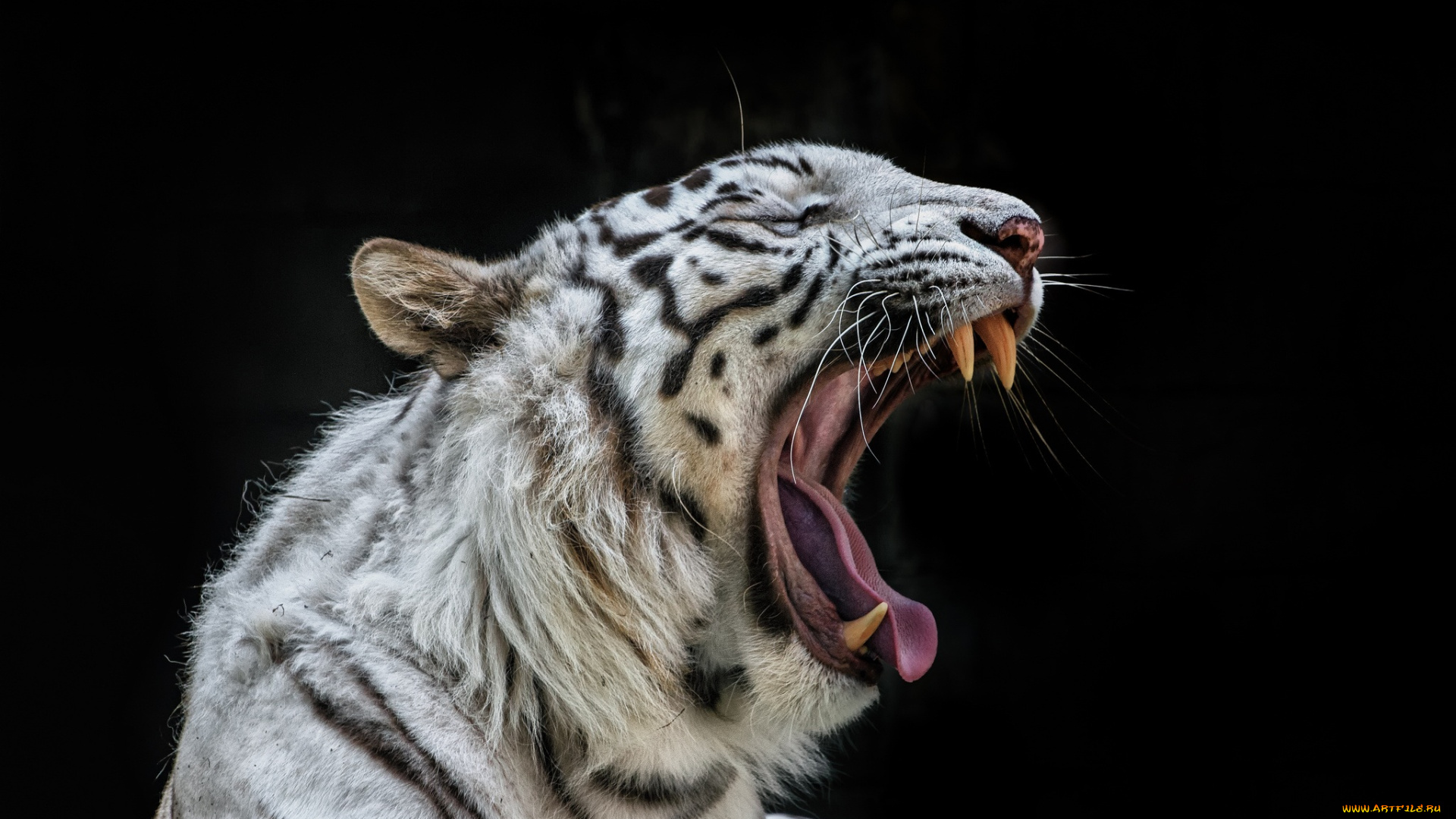 животные, тигры, клыки, темный, фон, пасть, зевает, белый, тигр