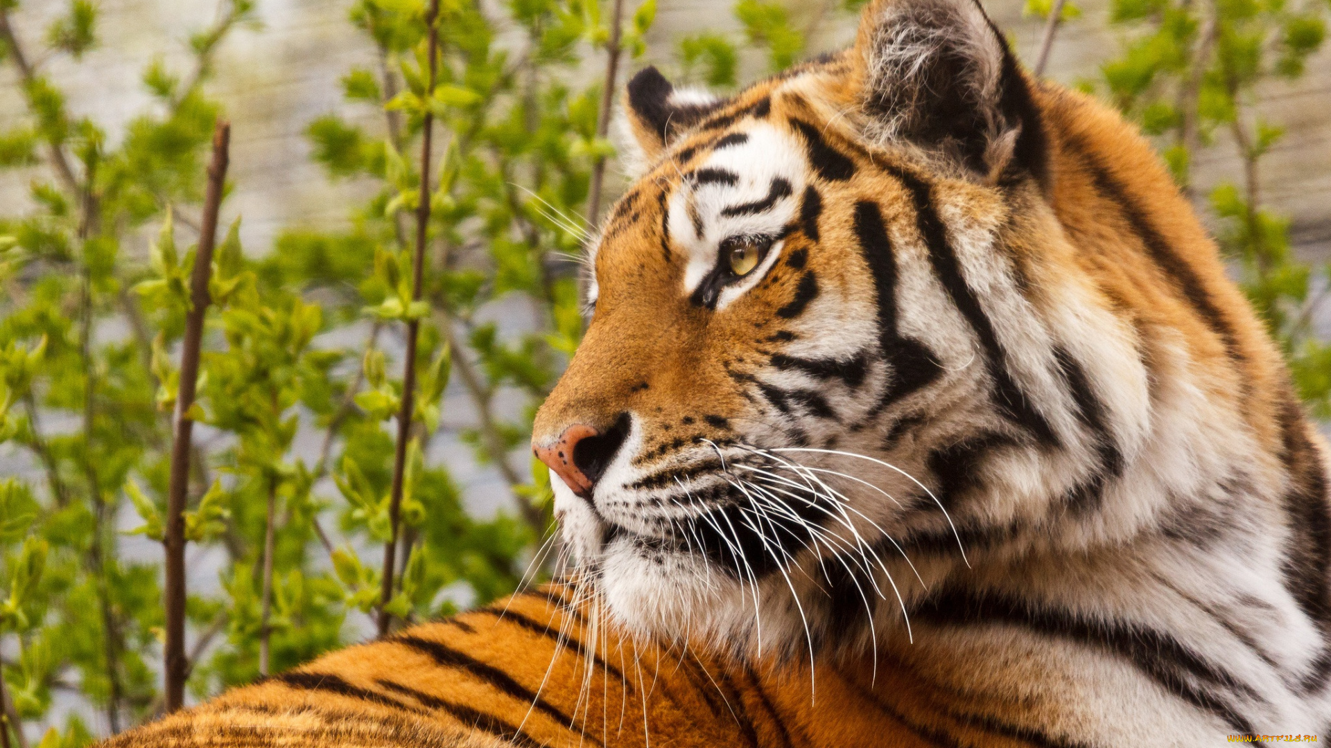 животные, тигры, тигр