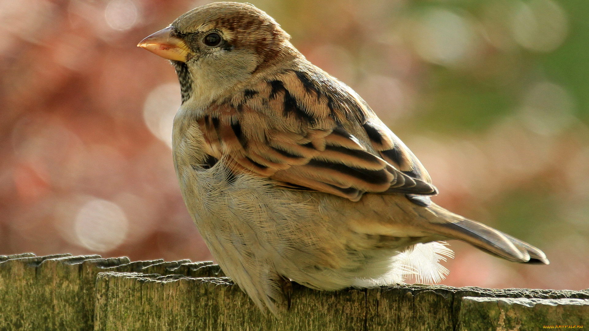 животные, воробьи, воробей, птичка, забор