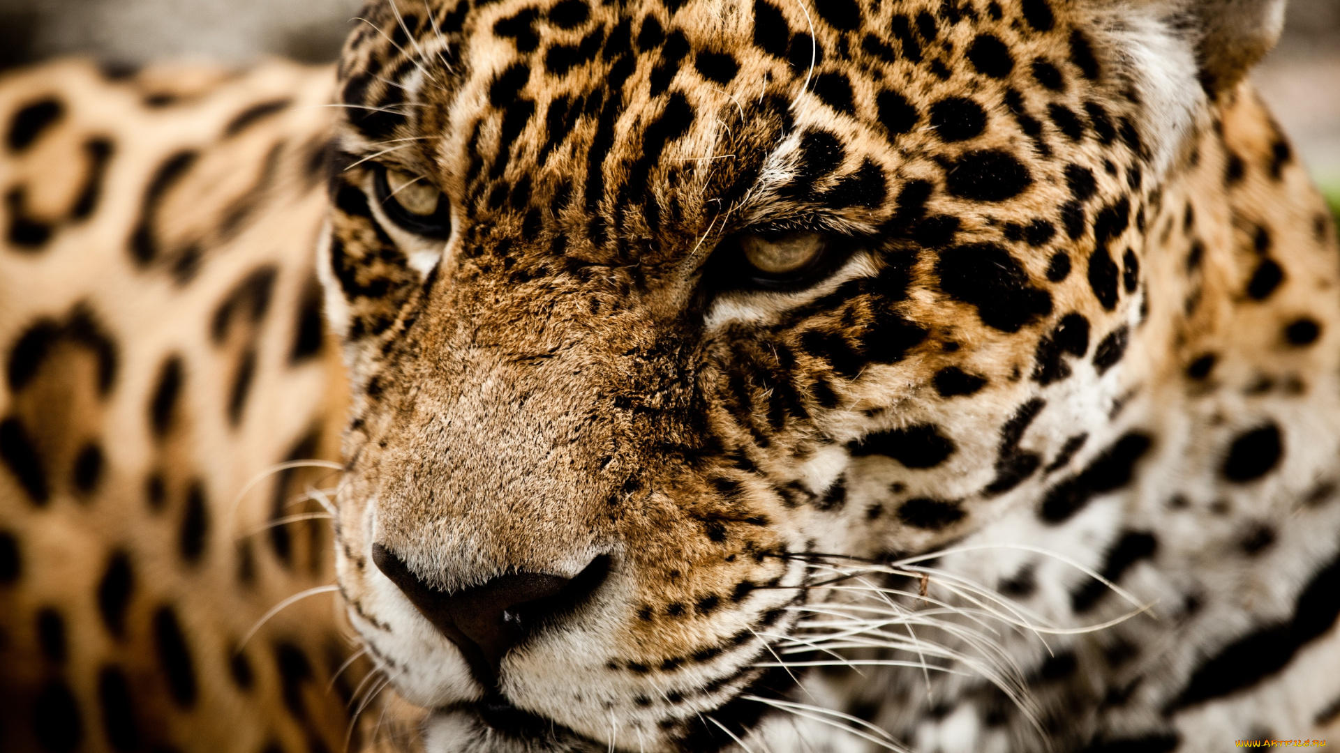 животные, Ягуары, суровый, морда, ягуар