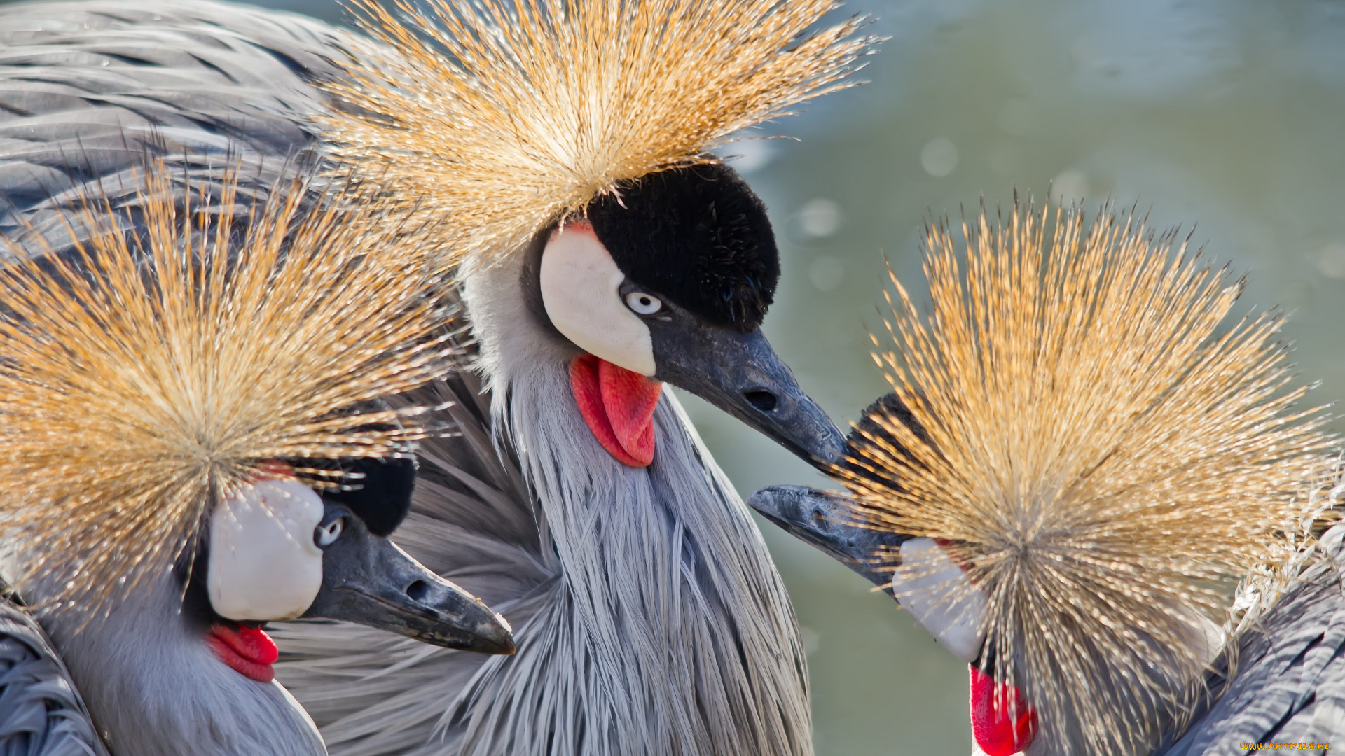 животные, журавли, трио, венценосные