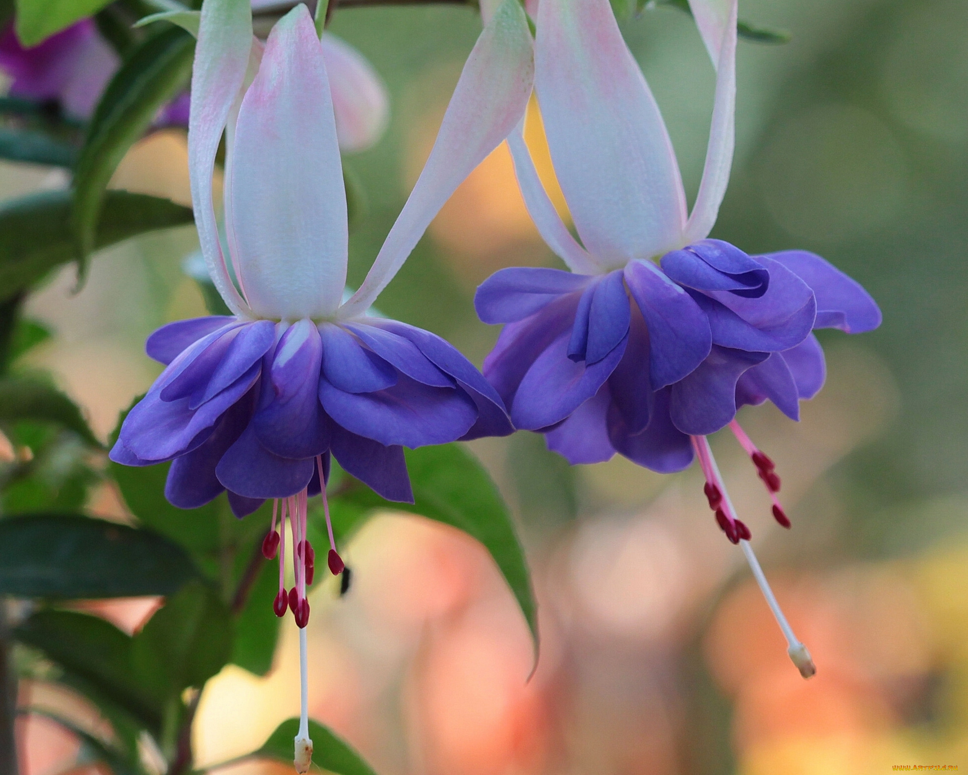 цветы, фуксия, макро