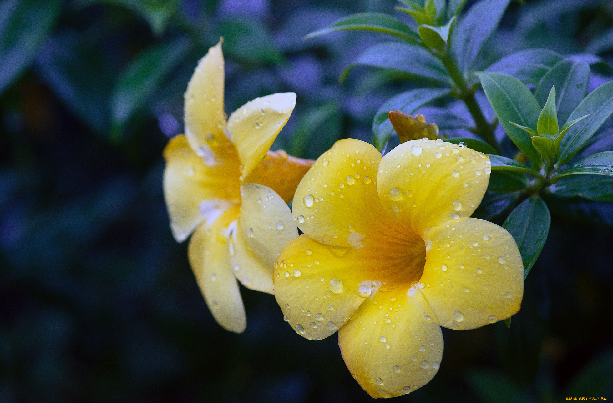 цветы, алламанда, капли