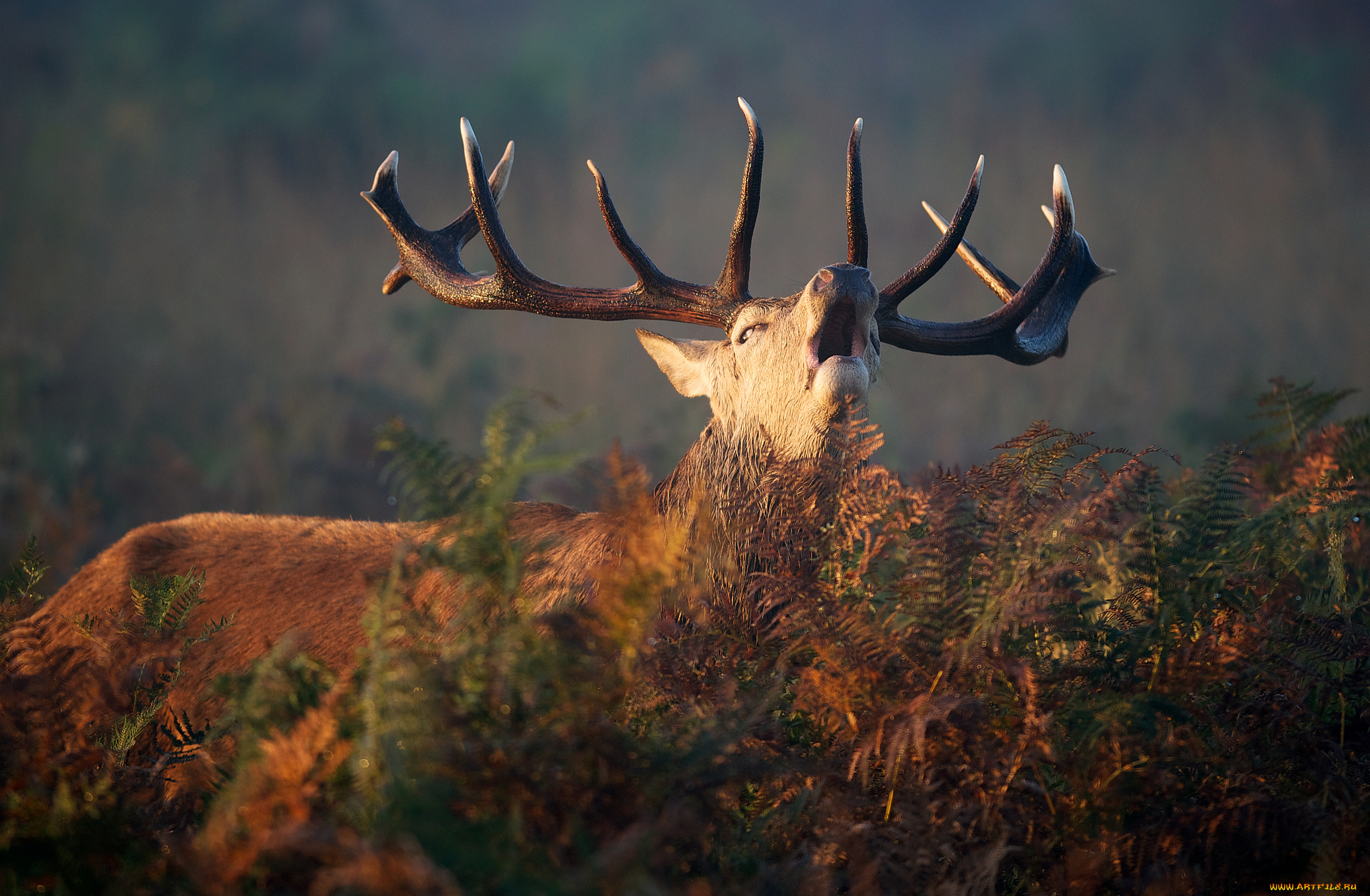 животные, олени, рога, папоротник