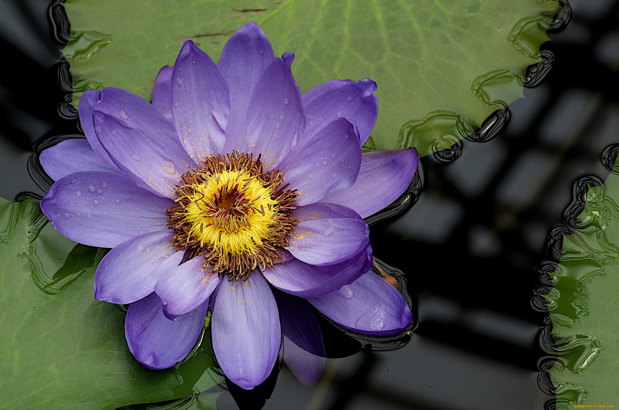 цветы, лилии, водяные, нимфеи, кувшинки, нимфея