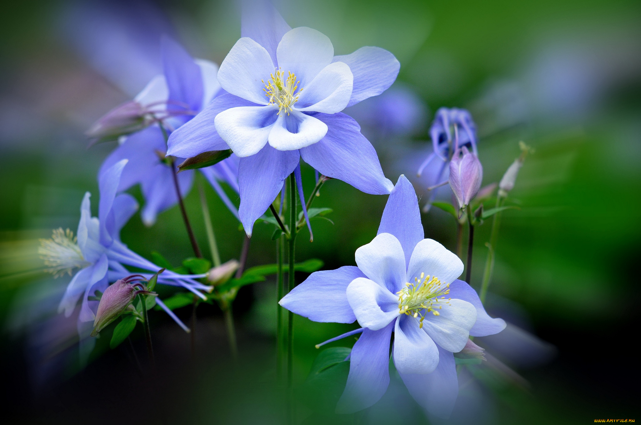 цветы, аквилегия, водосбор, нежность