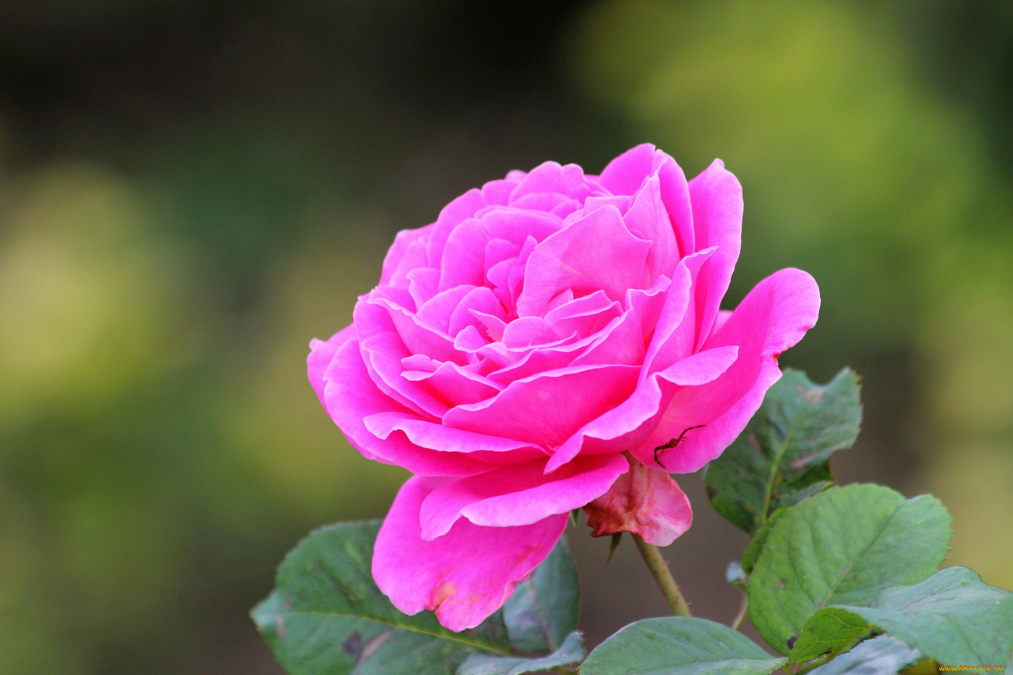 цветы, розы, розовый