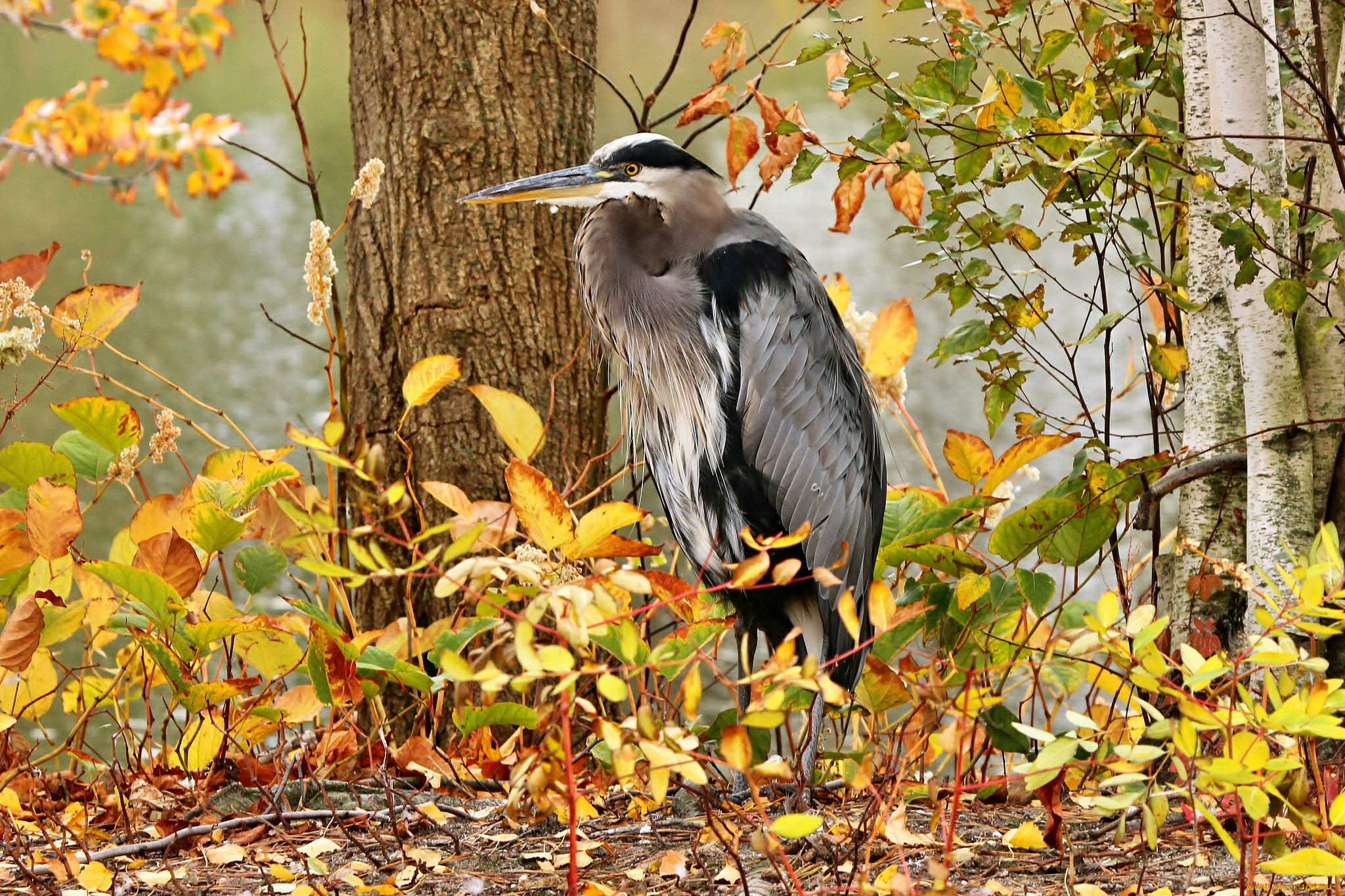 животные, цапли, река, лес, осень, кусты, цапля, маскировка