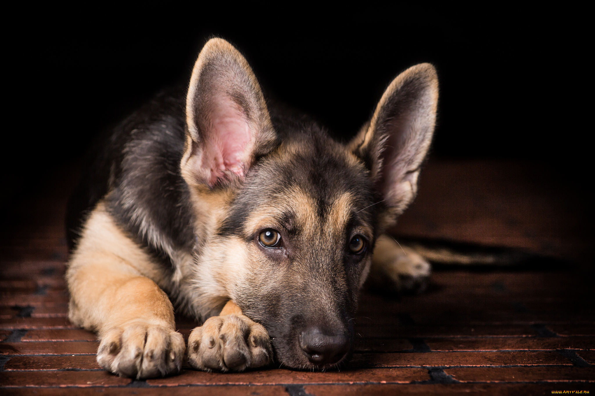 животные, собаки, овчарка