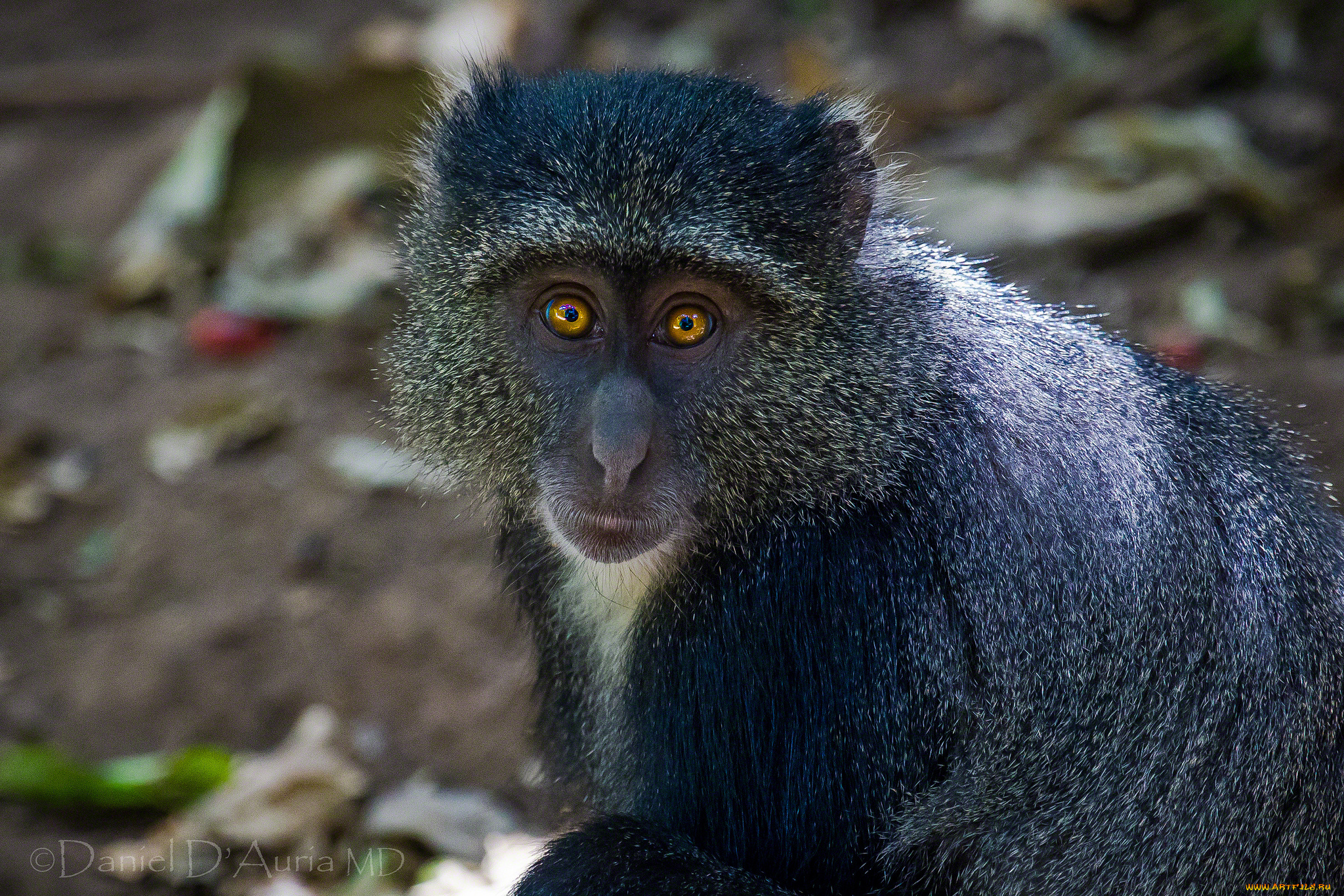 животные, обезьяны, мордочка