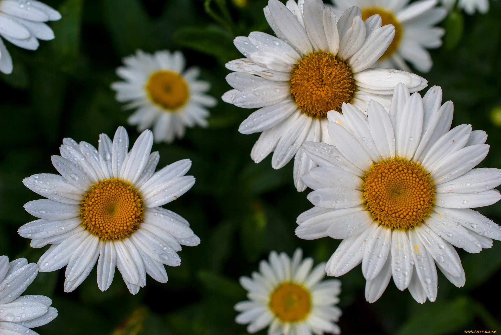 цветы, ромашки, макро, капли