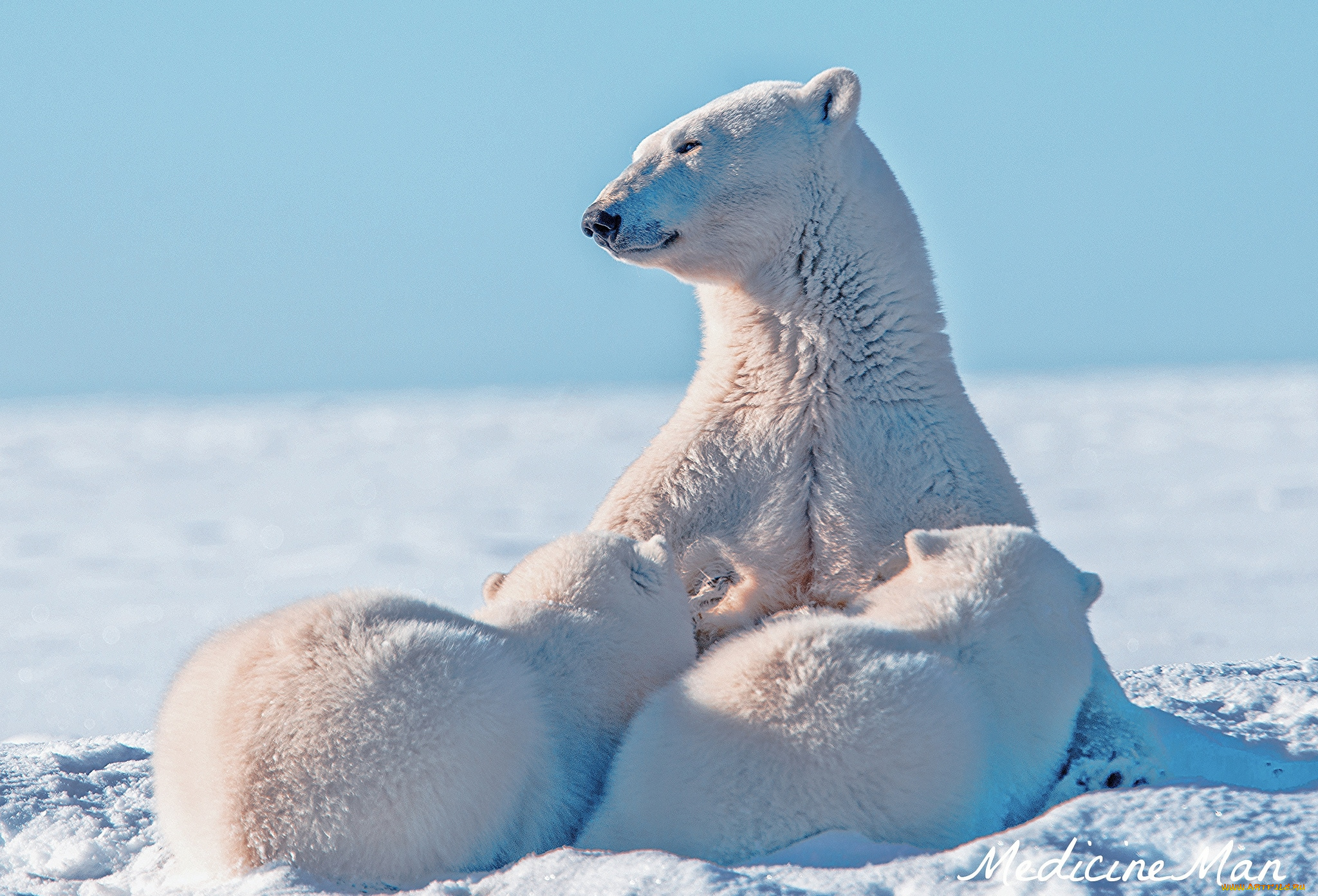 животные, медведи, мама