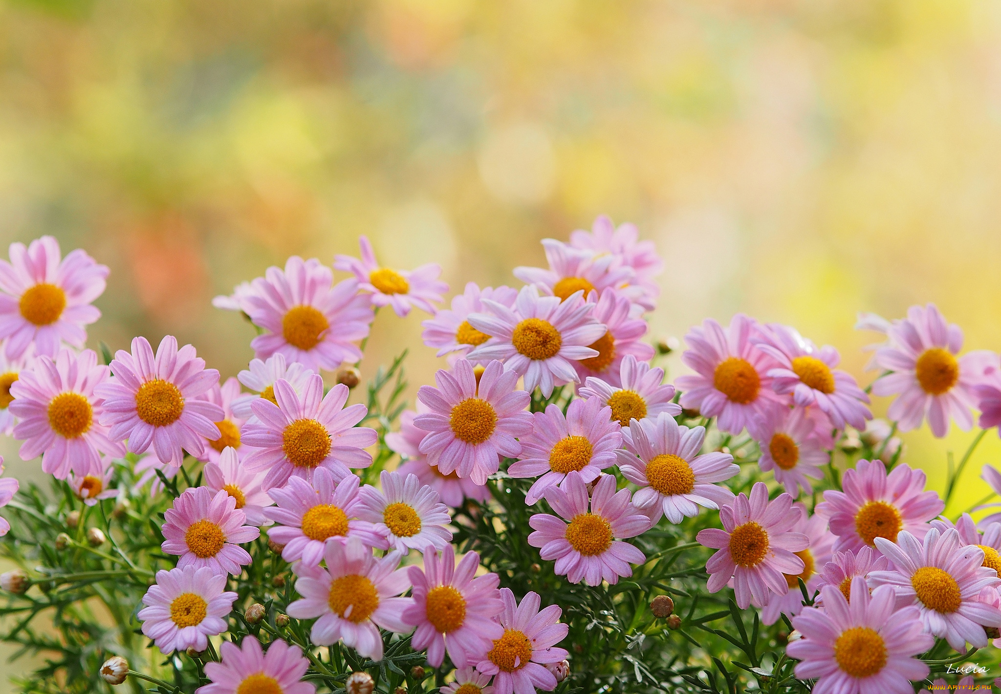 цветы, ромашки, розовый