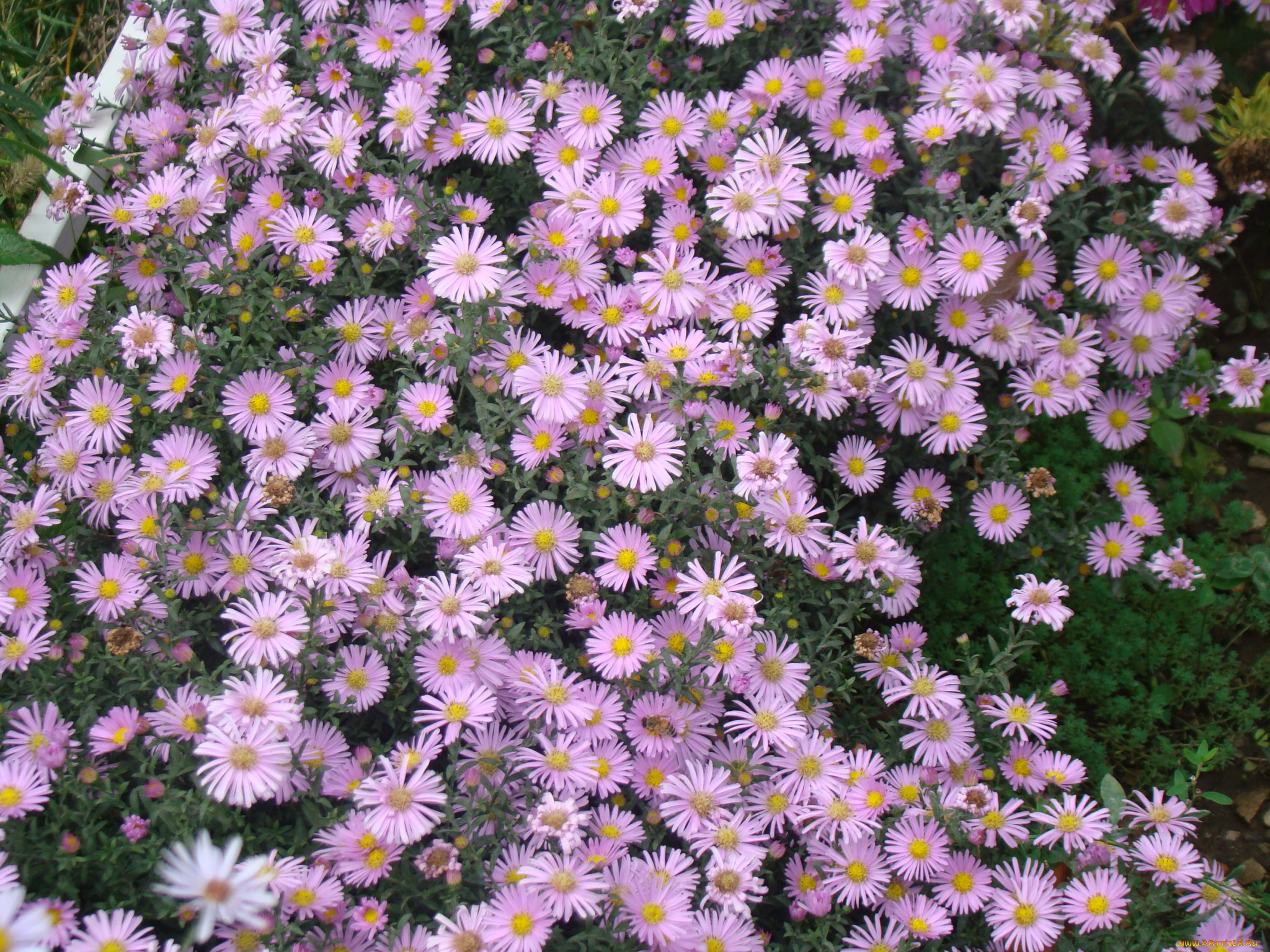 цветы, астры