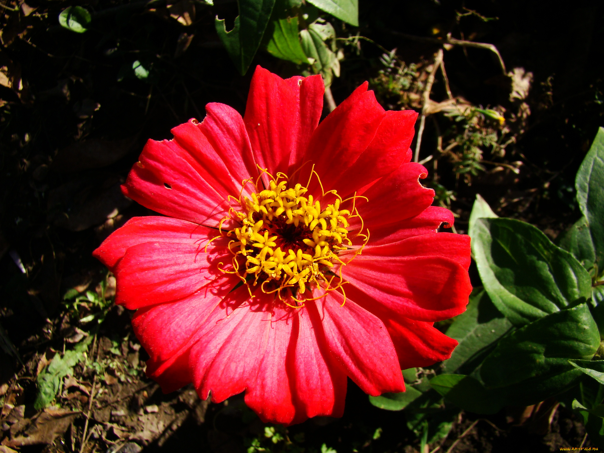 цветы, цинния