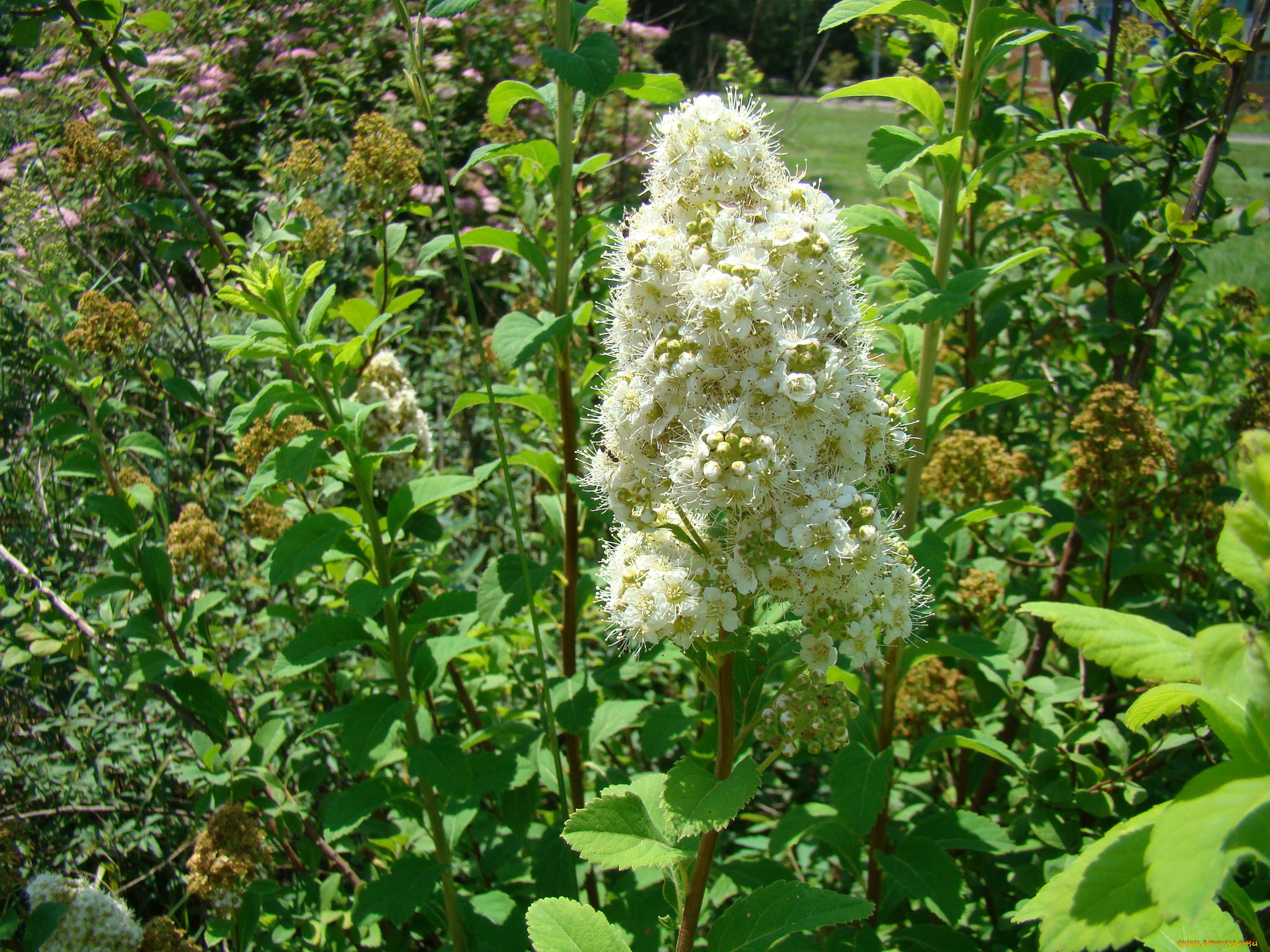 цветы, цветущие, деревья, кустарники