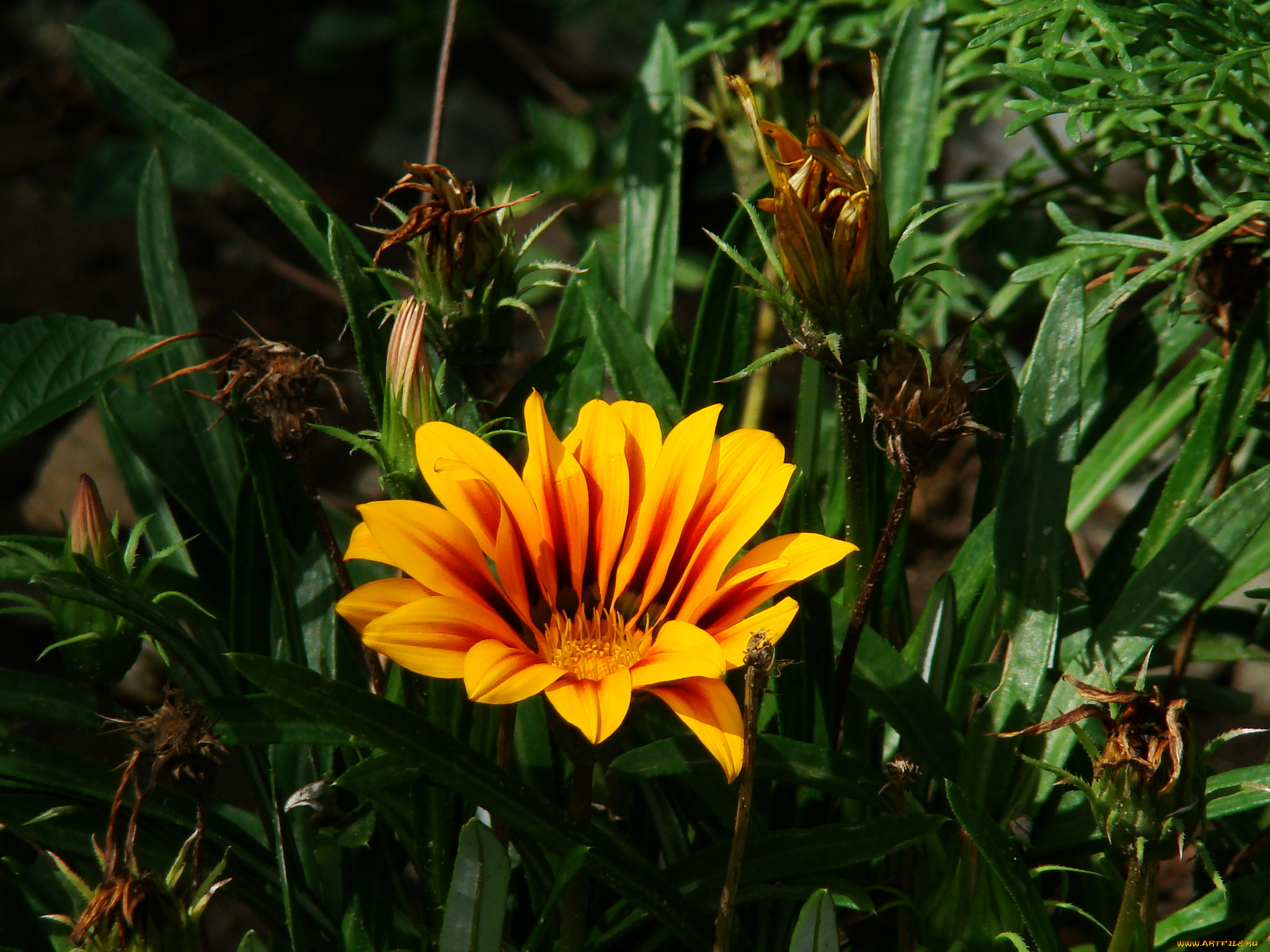 цветы, газания