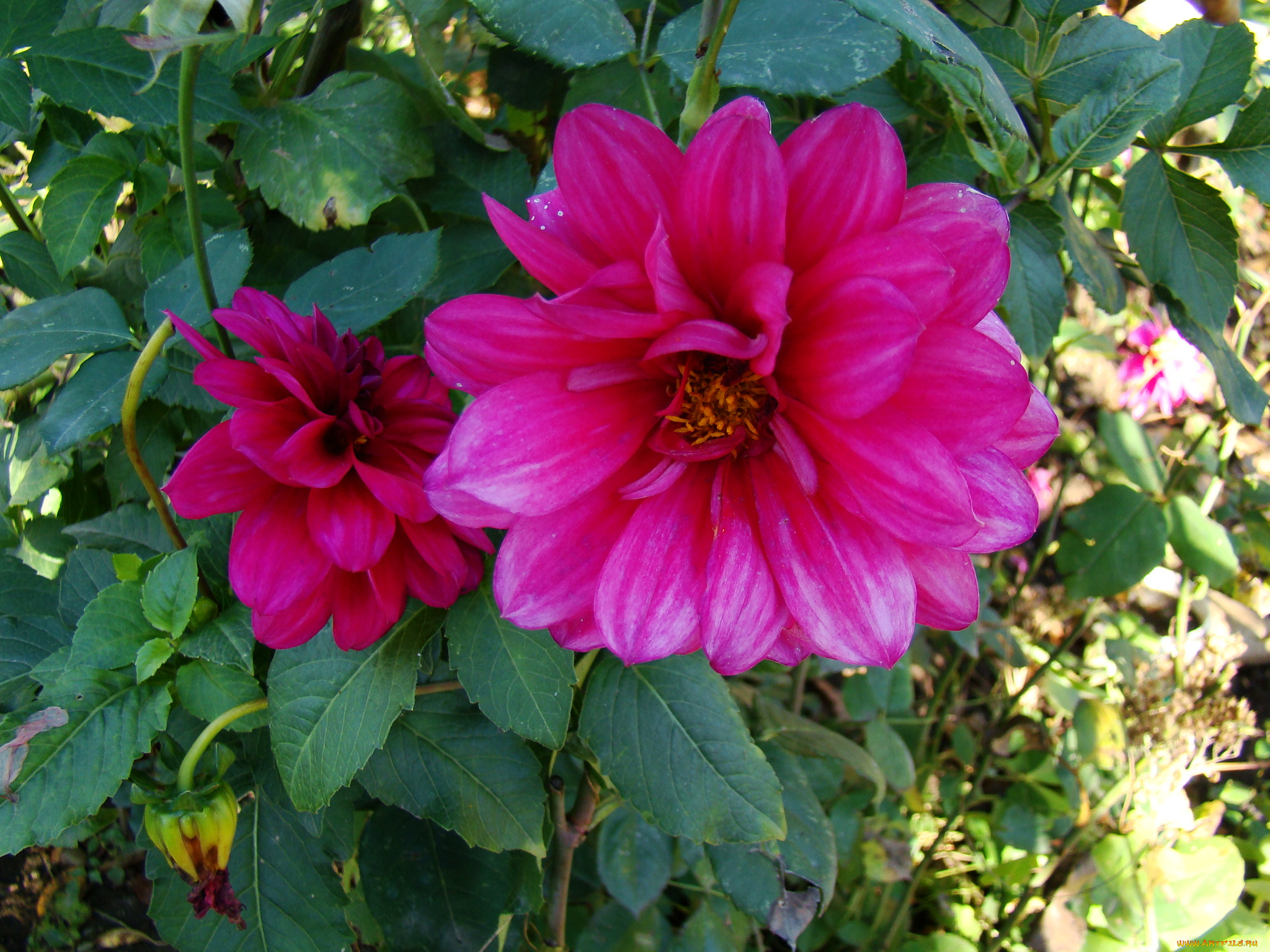 цветы, георгины