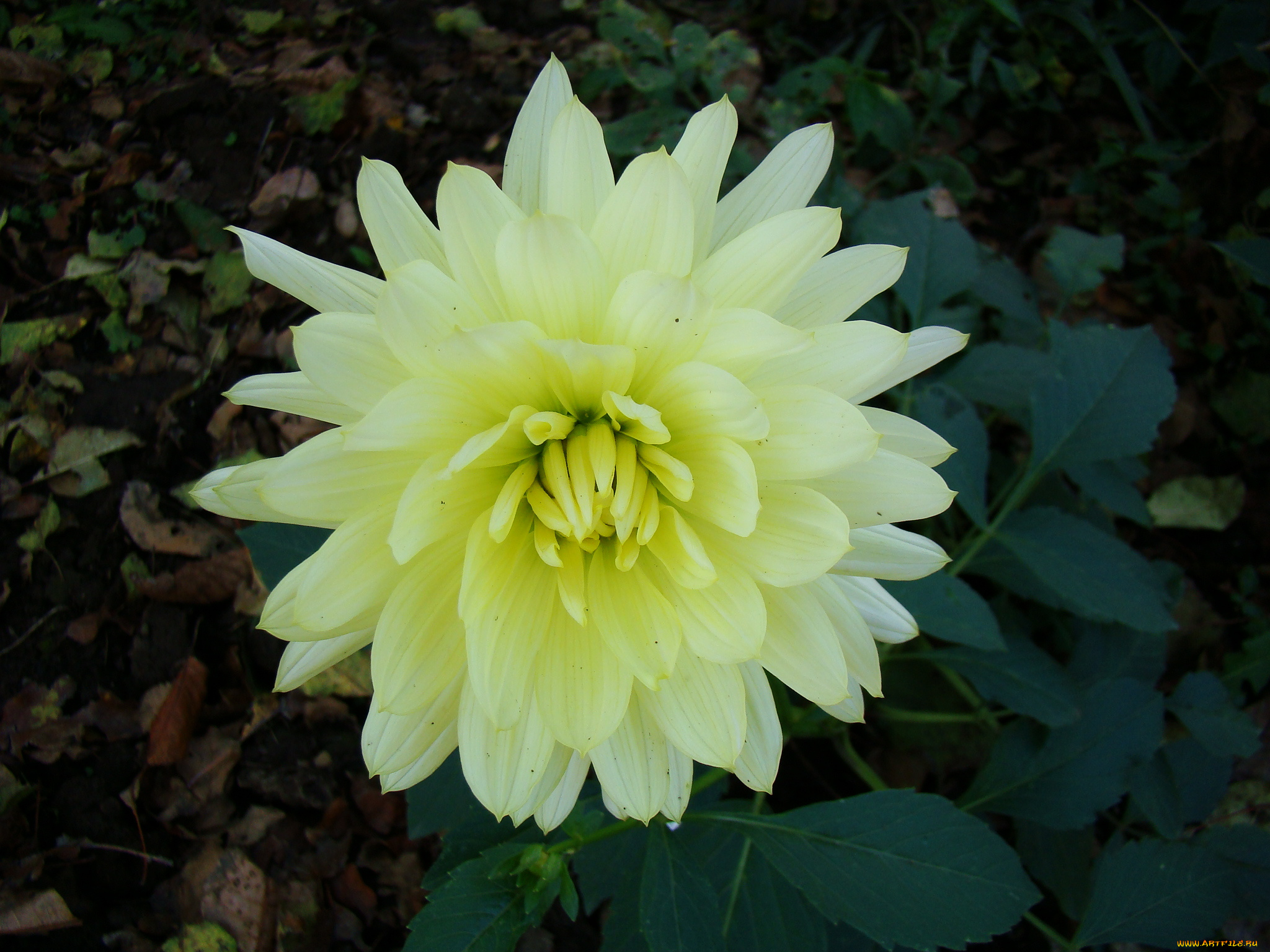 цветы, георгины