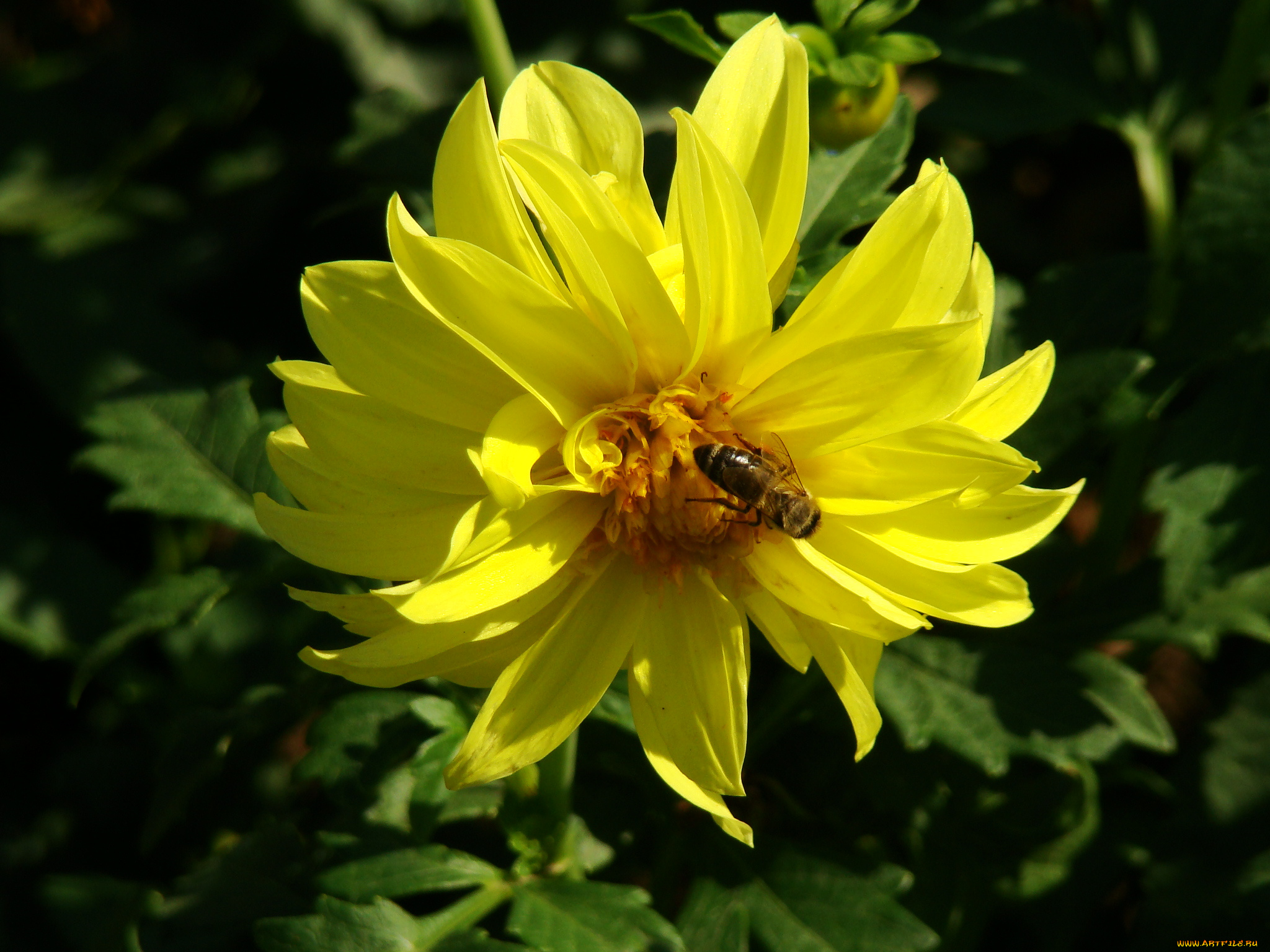 цветы, георгины