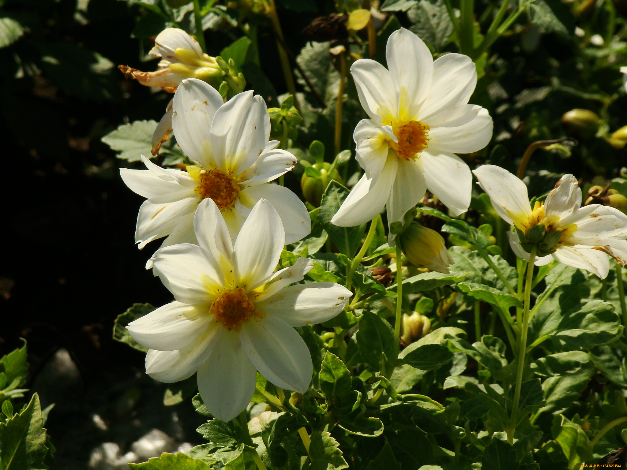 цветы, георгины