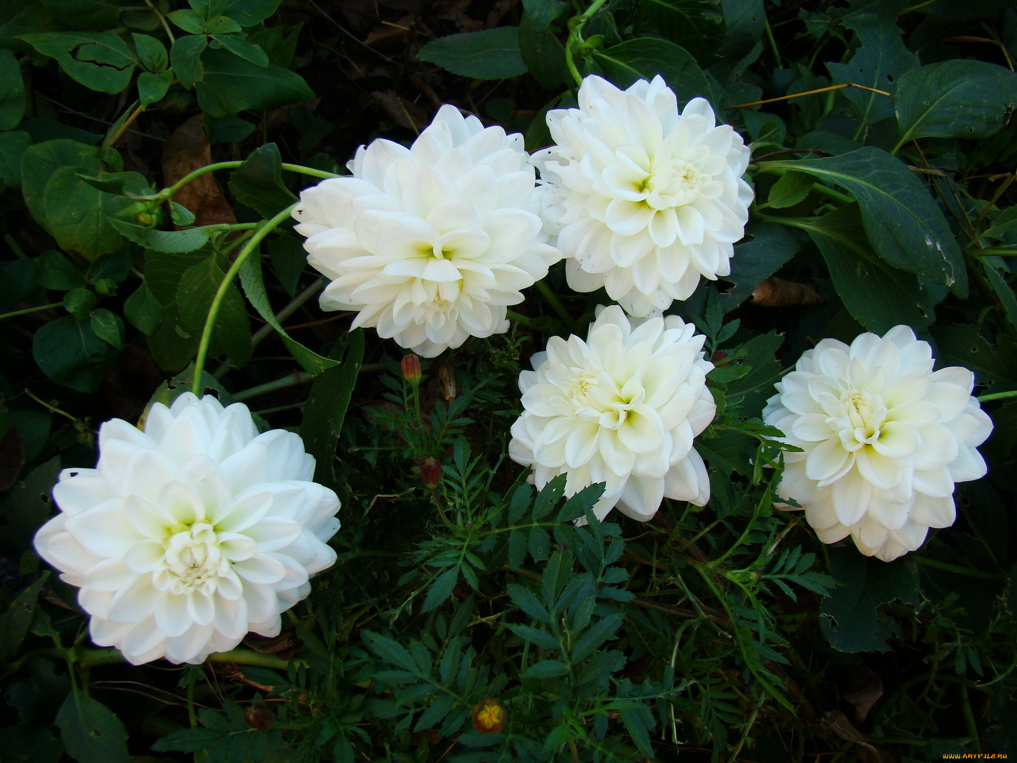 цветы, георгины