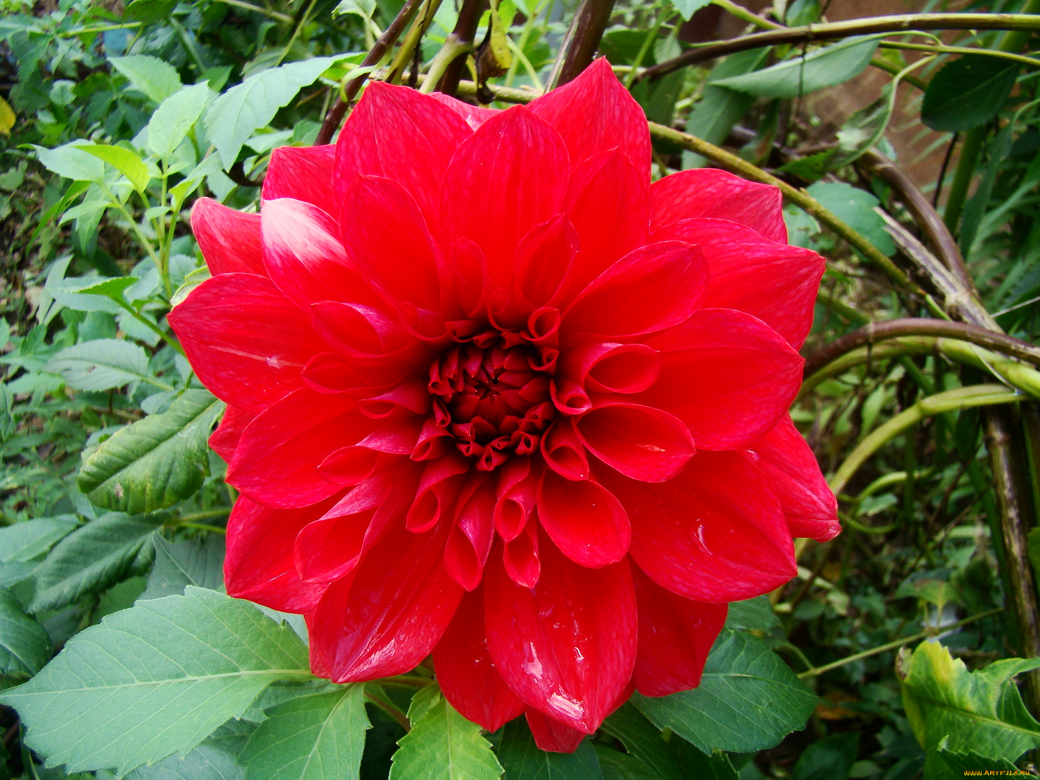 цветы, георгины