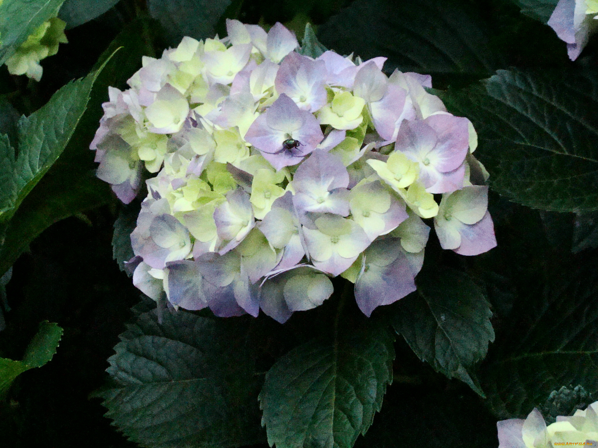 цветы, гортензия