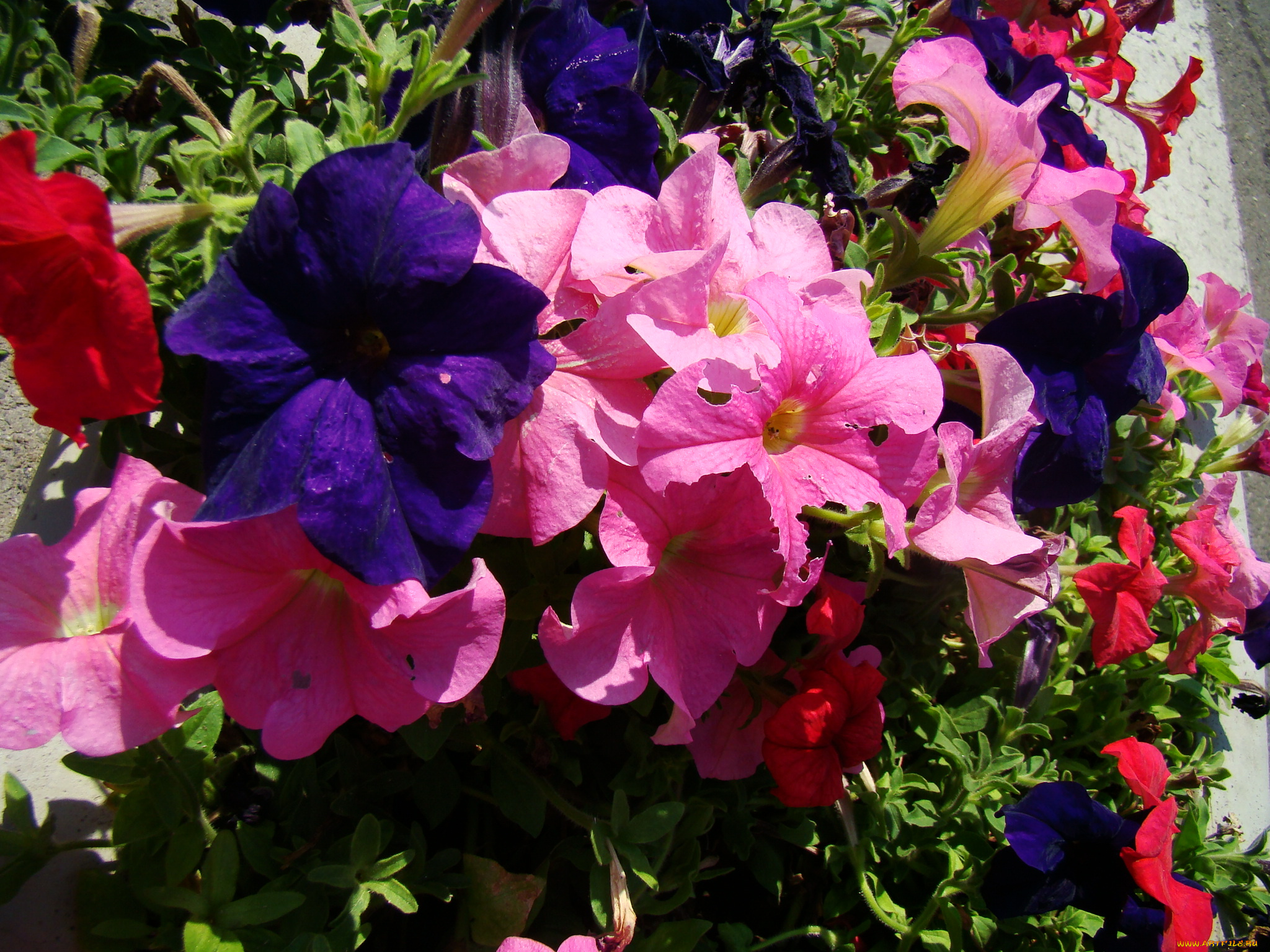 цветы, петунии, калибрахоа