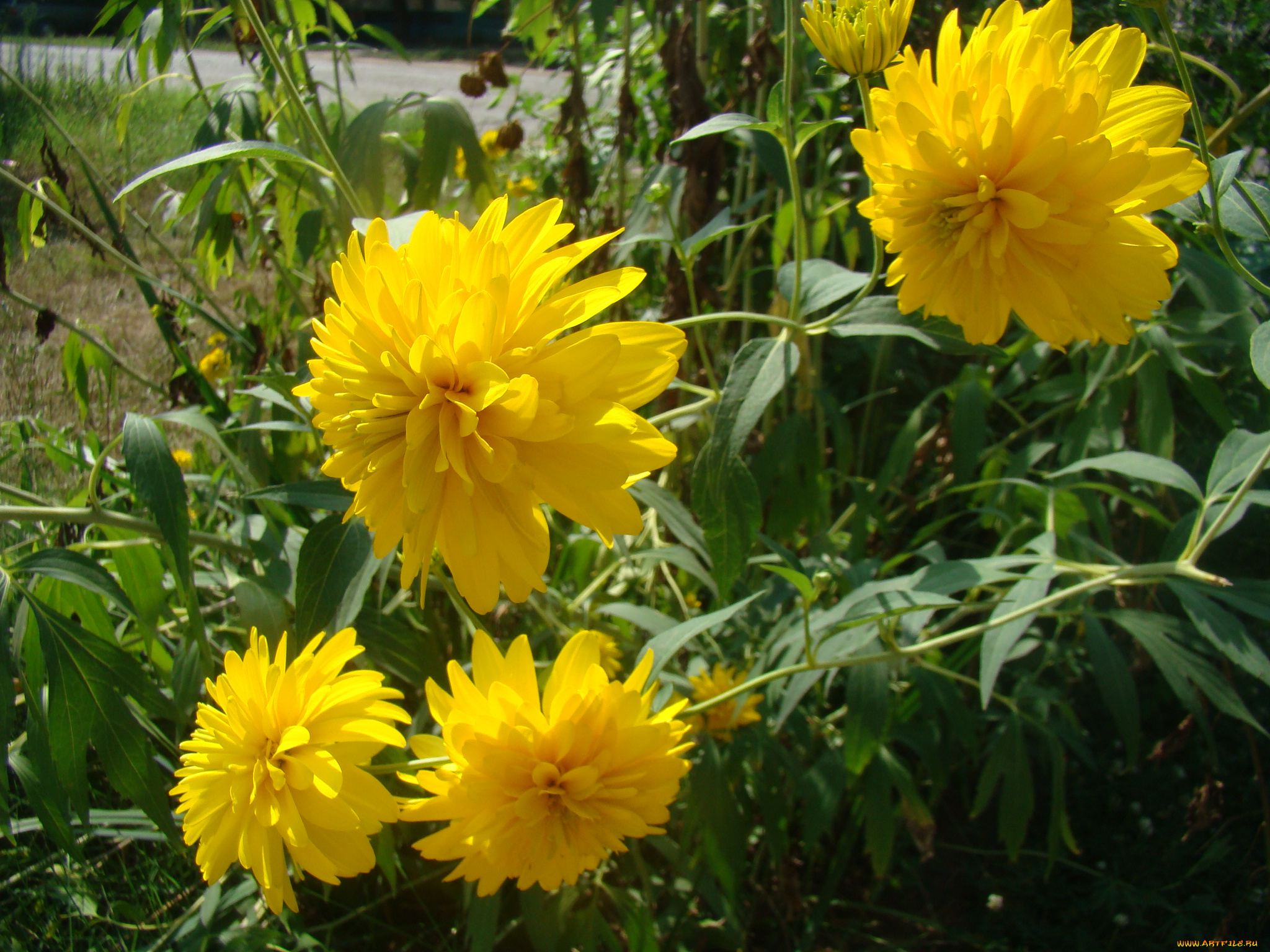 цветы, рудбекия