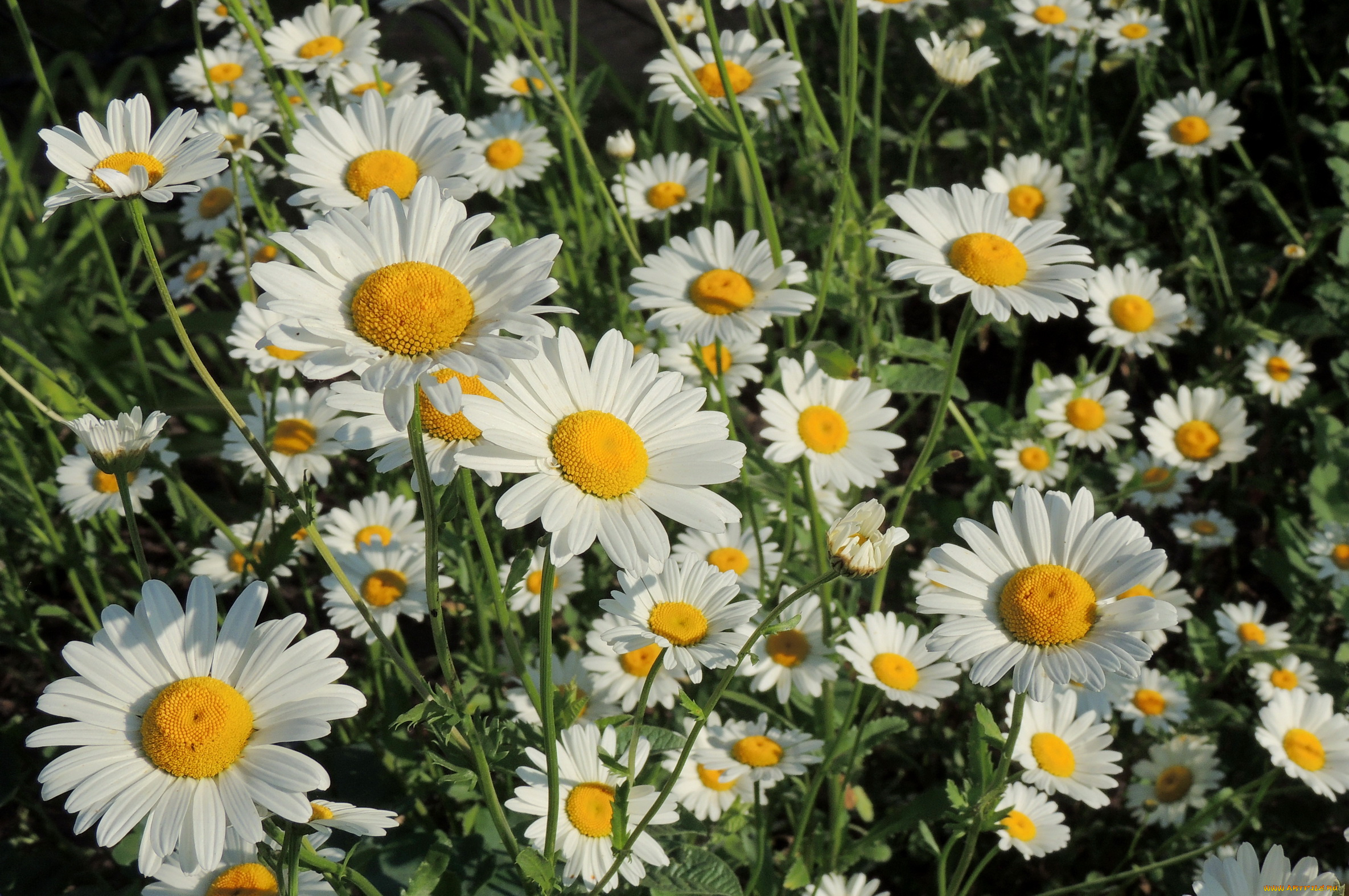 цветы, ромашки