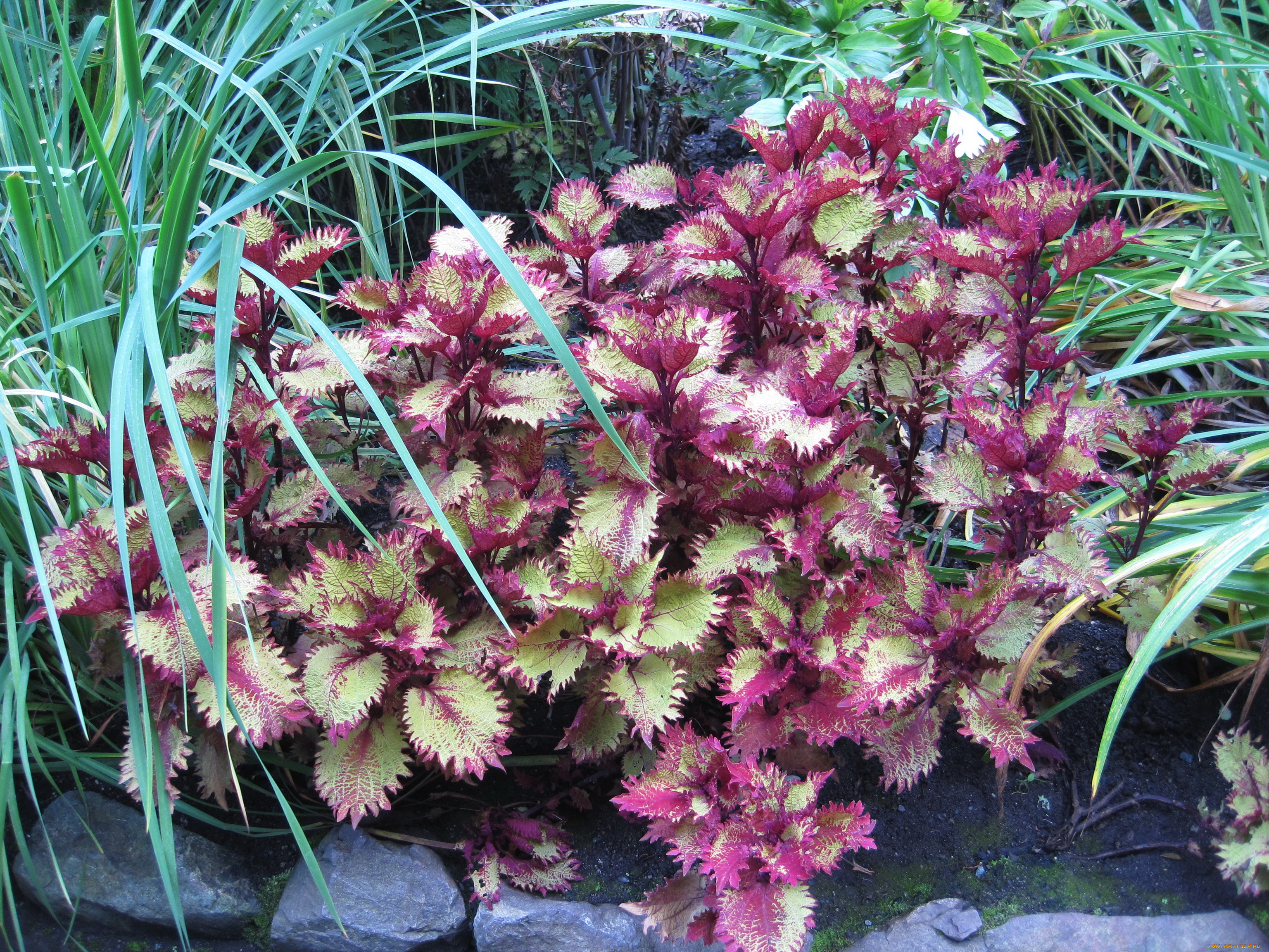 цветы, колеусы, каладиумы, колеус, coleus