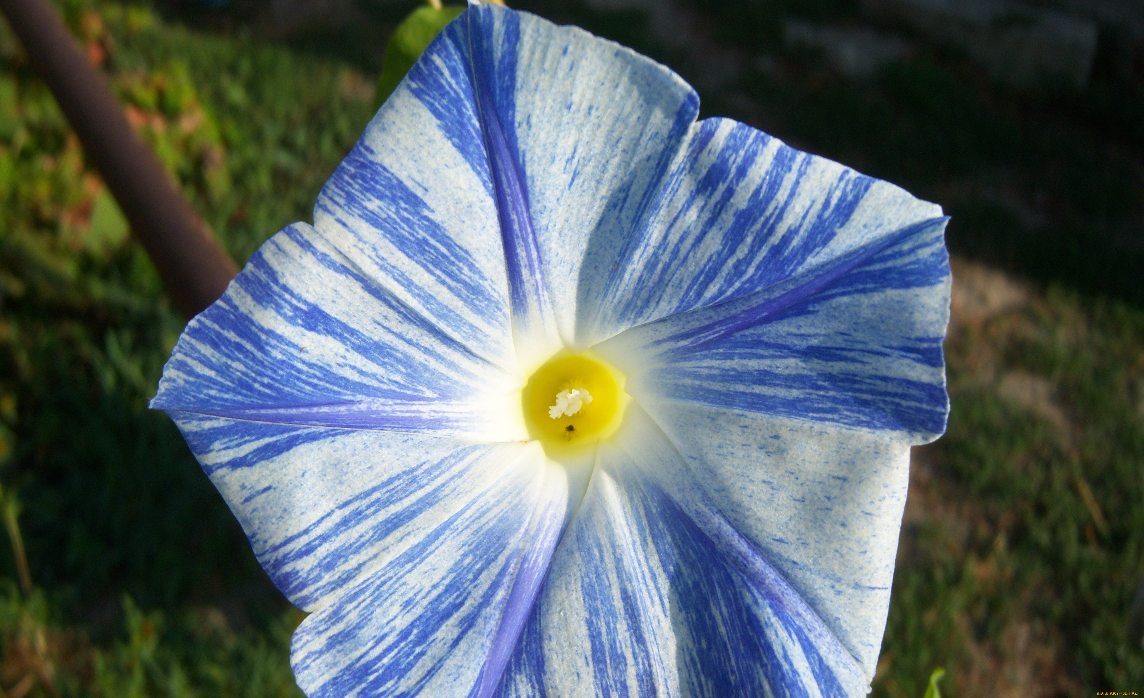 летающая, тарелка, цветы, вьюнки, ипомеи, голубой