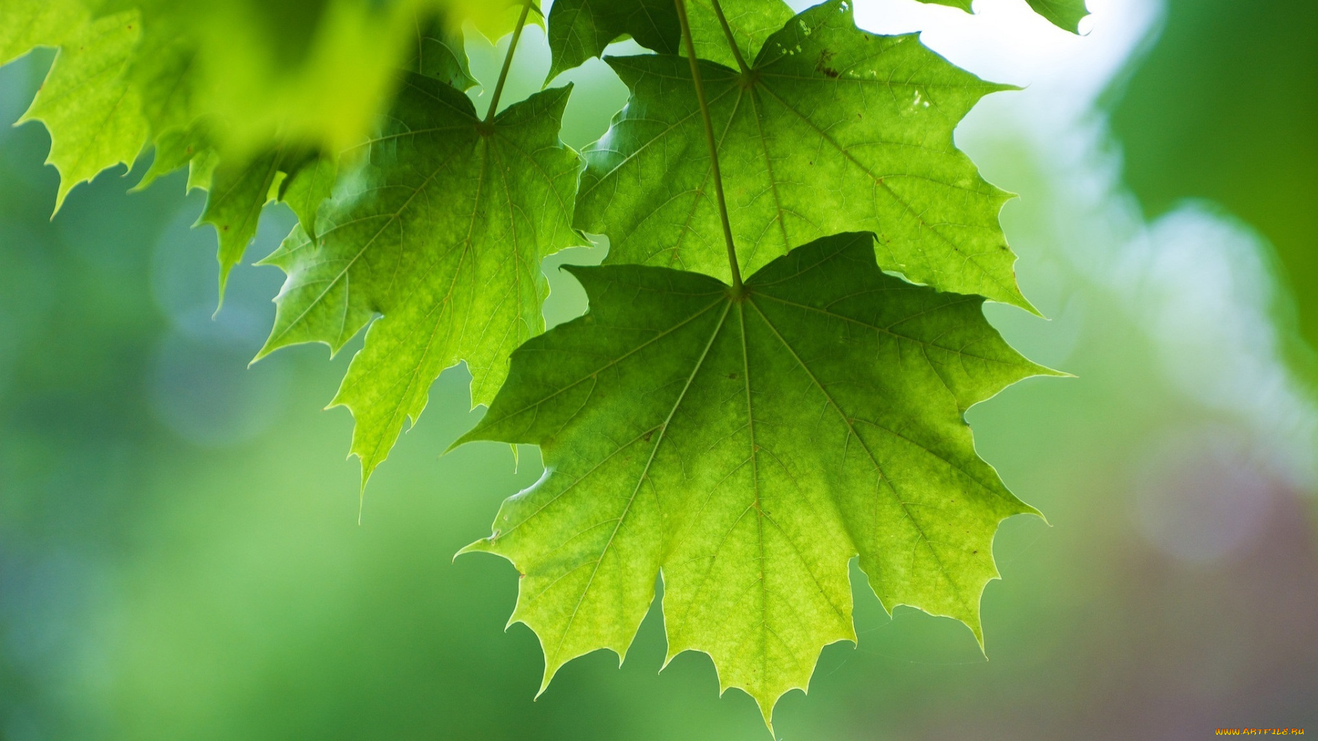 природа, листья, зеленый, лето, макро