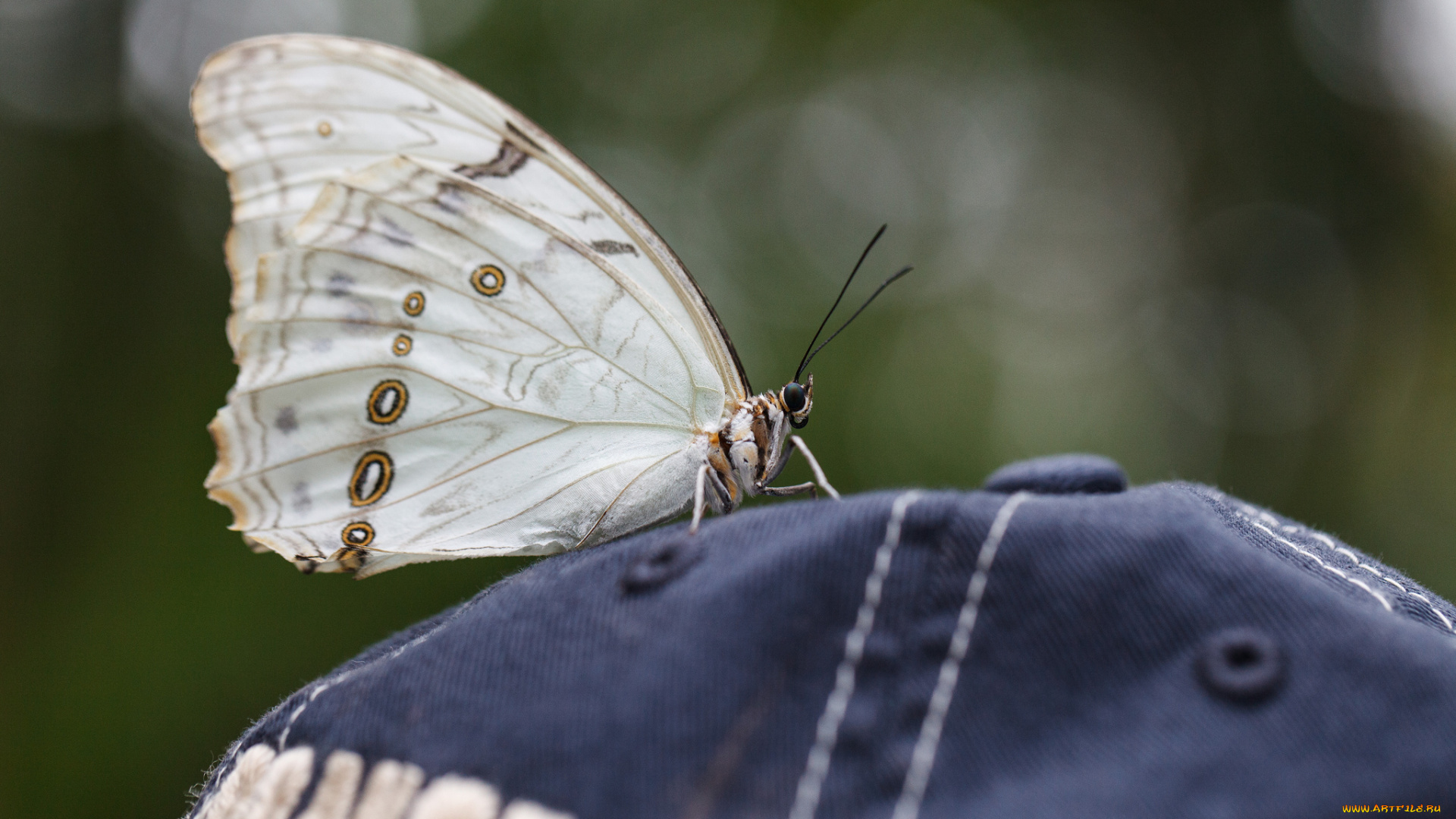 животные, бабочки, бабочка, фон, насекомое, кепка, макро