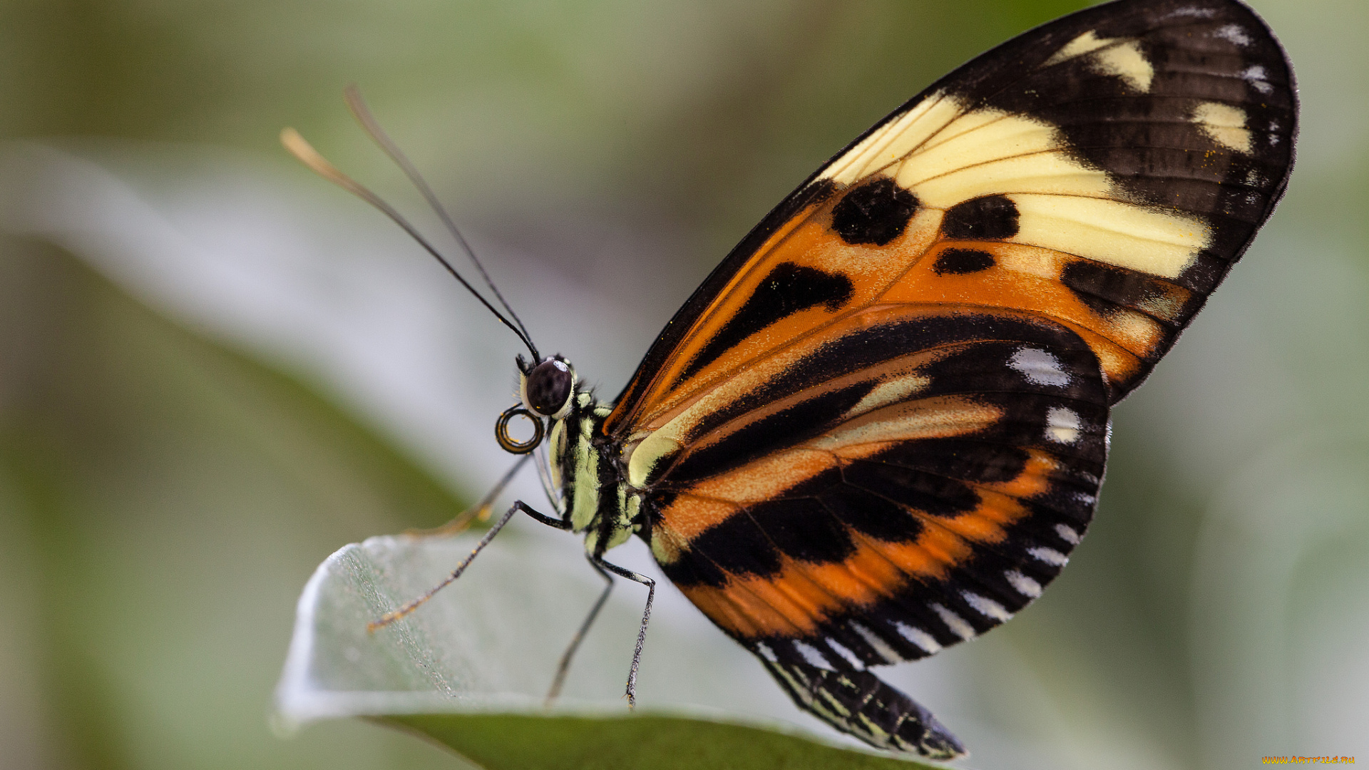 животные, бабочки, bob, decker, макро, бабочка, крылья, усики, насекомое, листья