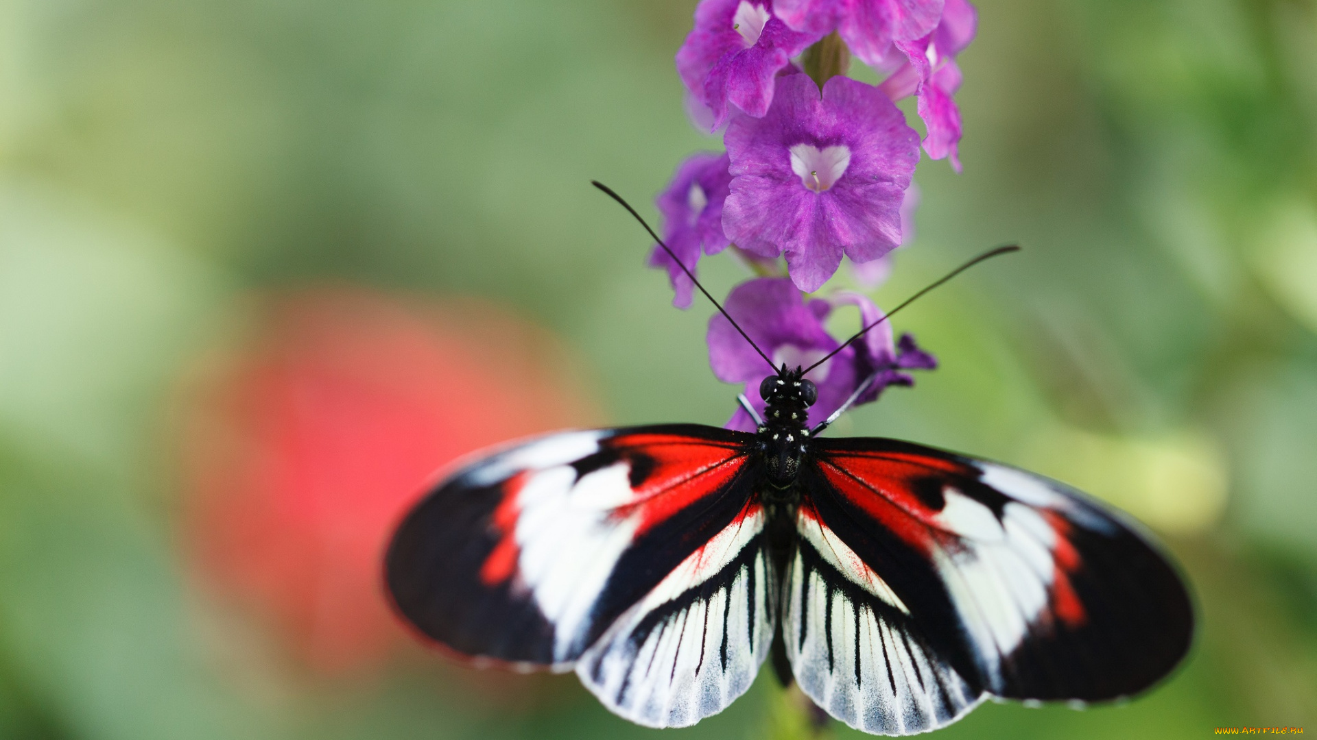 животные, бабочки, bob, decker, макро, бабочка, фон, цветы, солнечно, крылья, усики, насекомое, листья