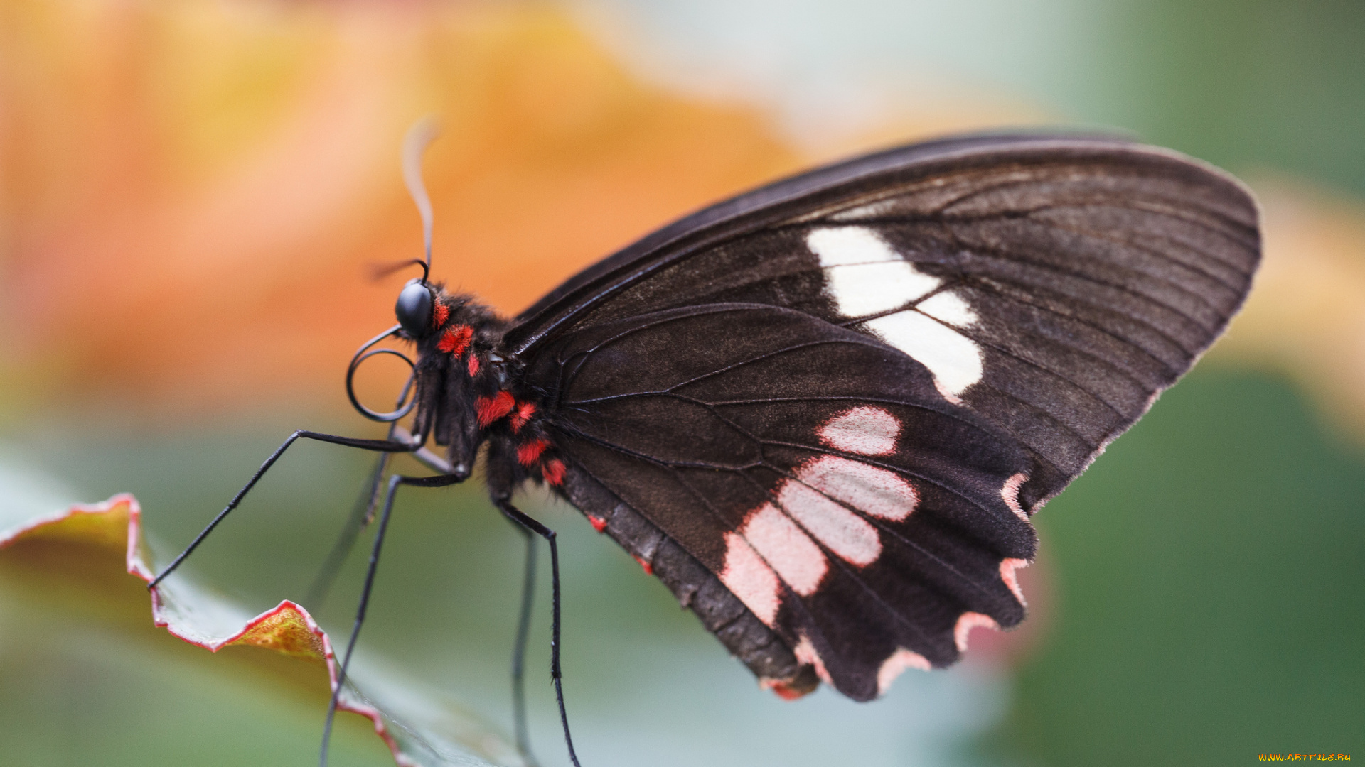 животные, бабочки, bob, decker, макро, бабочка, фон, крылья, усики, насекомое, листья