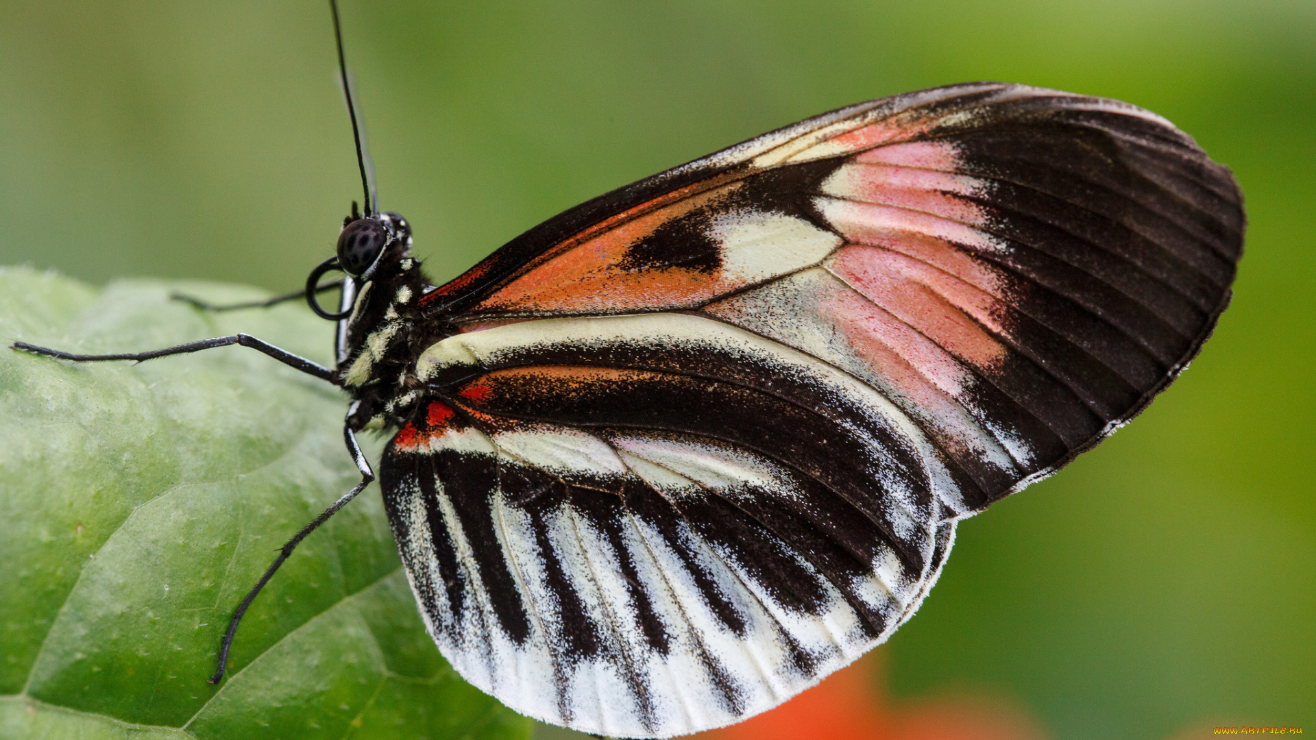 животные, бабочки, bob, decker, макро, бабочка, фон, крылья, усики, насекомое, листья