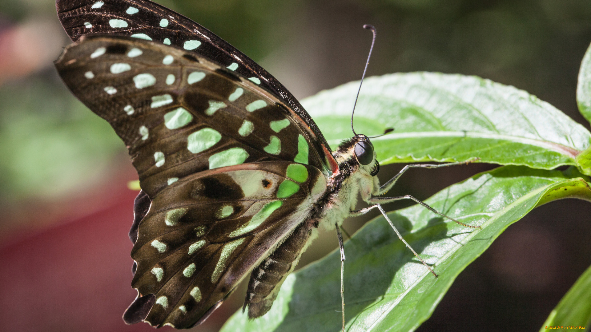 животные, бабочки, bob, decker, макро, бабочка, фон, крылья, усики, насекомое, лист