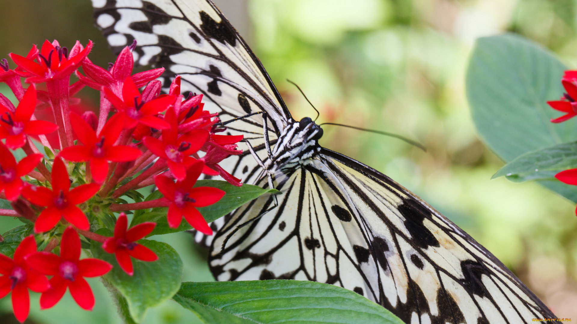 животные, бабочки, bob, decker, макро, бабочка, фон, крылья, усики, насекомое, листья, цветок