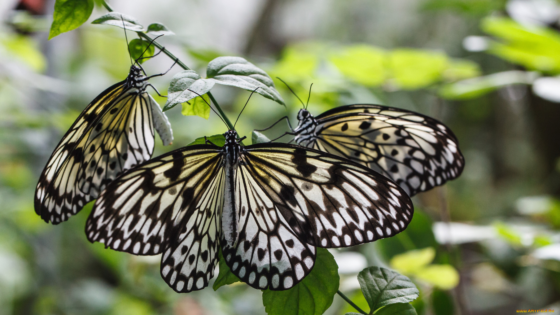 животные, бабочки, bob, decker, макро, крылья, усики, насекомые, листья