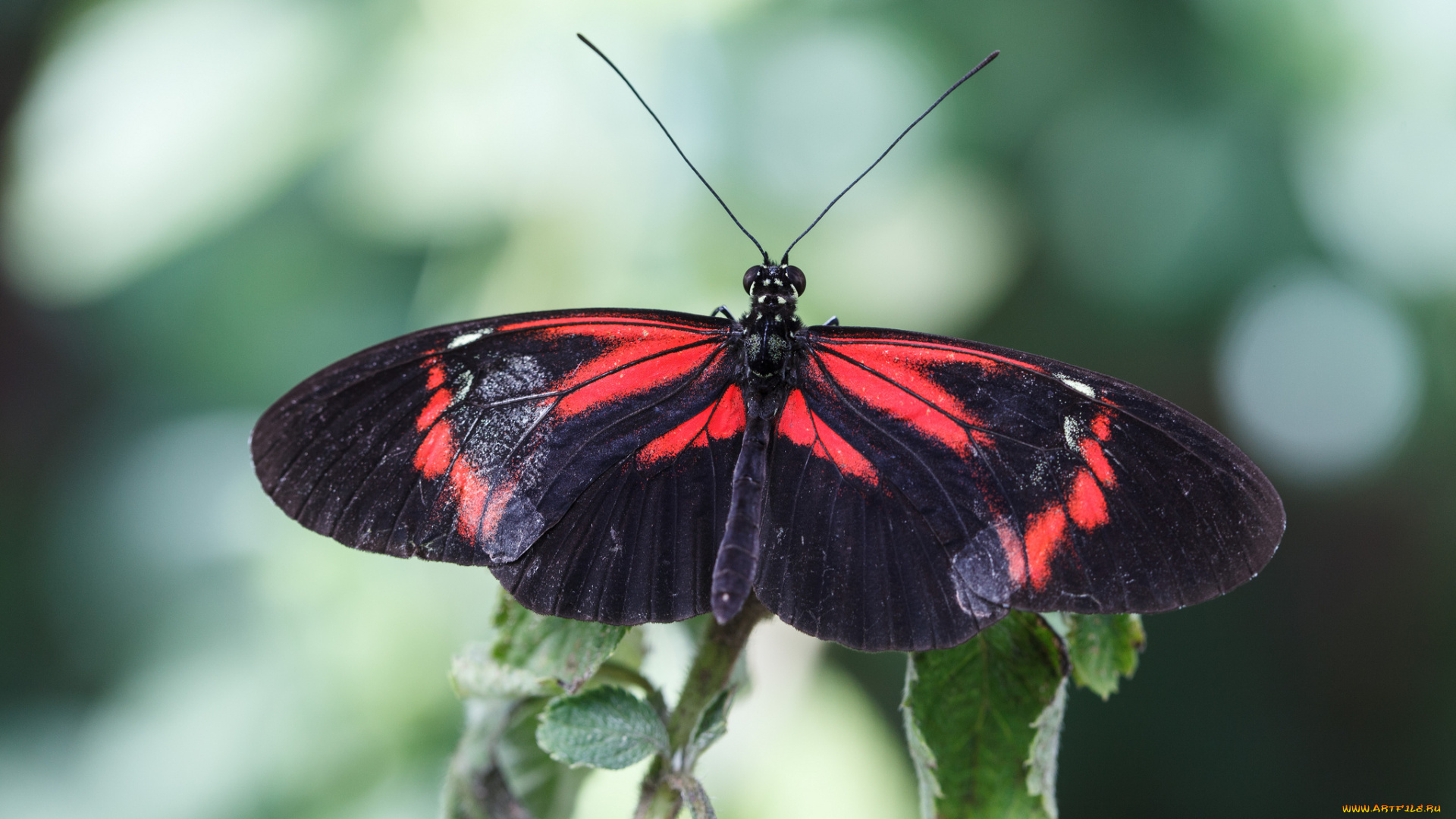 животные, бабочки, крылья, бабочка, макро