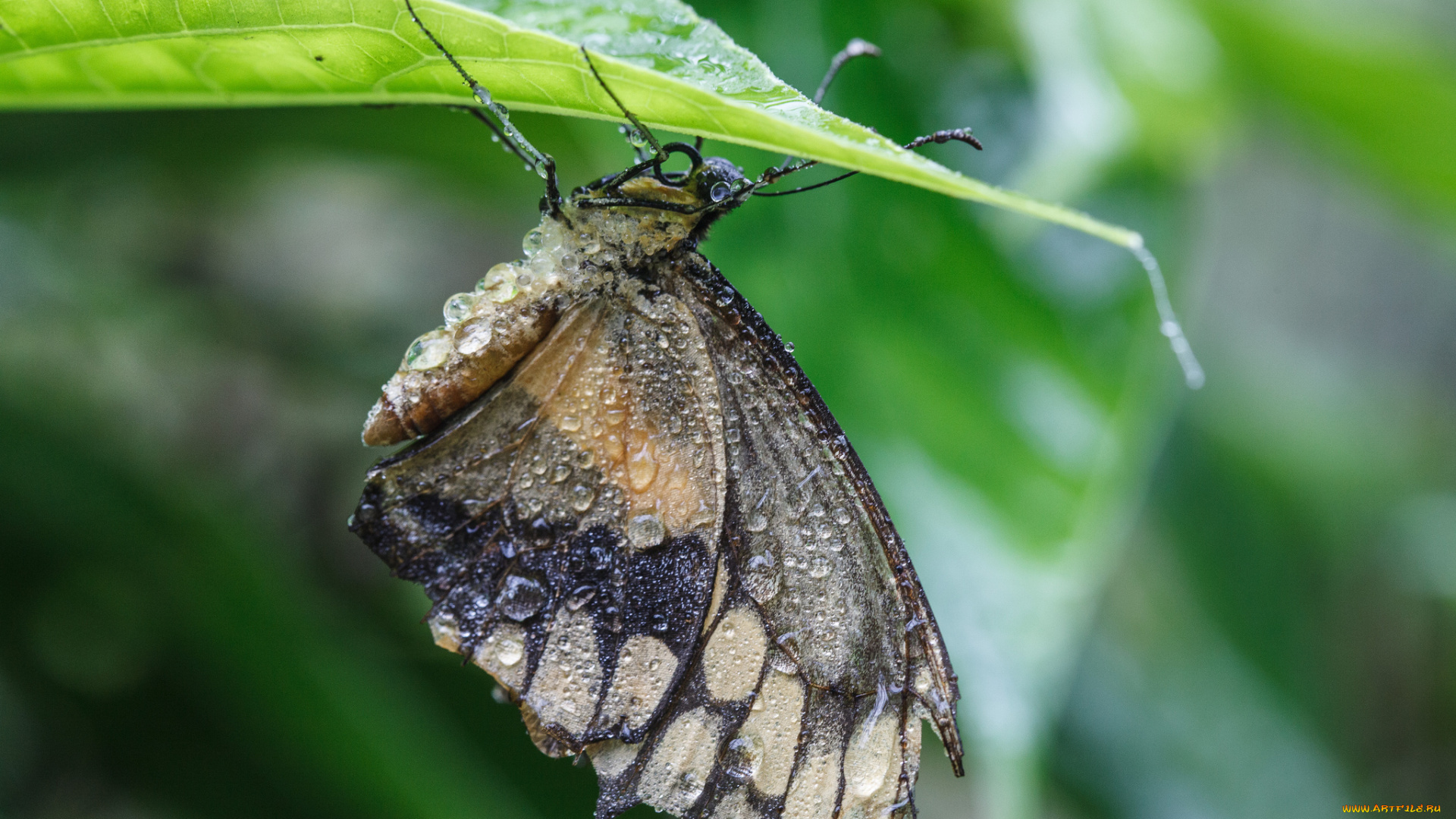 животные, бабочки, листья, насекомое, усики, крылья, фон, бабочка, макро, bob, decker